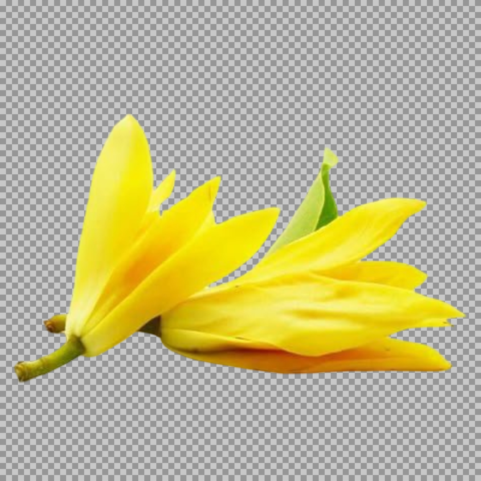 Fragrant Champa Flower PNG | Magnolia Champaca Image