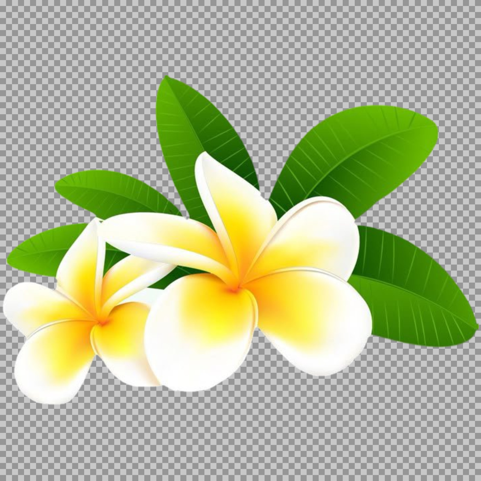 Plumeria Flower PNG | Tropical Frangipani Illustration
