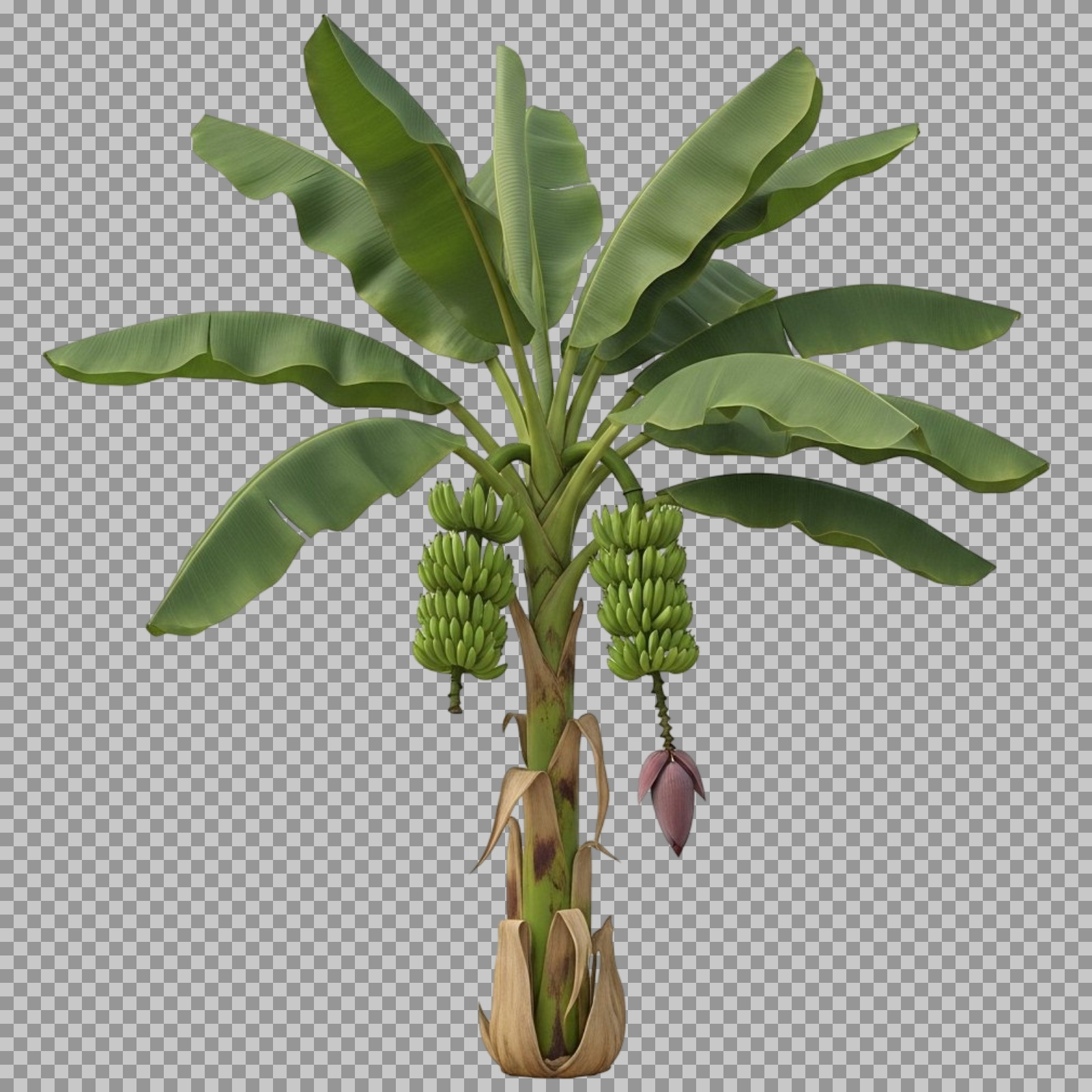 Banana Tree PNG with Fruit & Blossom | Tropical Plant Illustration