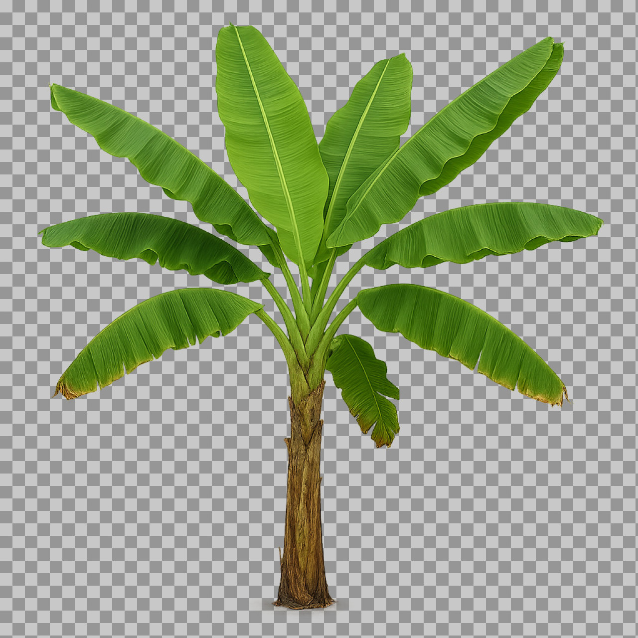 Banana Tree Illustration on Green Background | Tropical Wall Art
