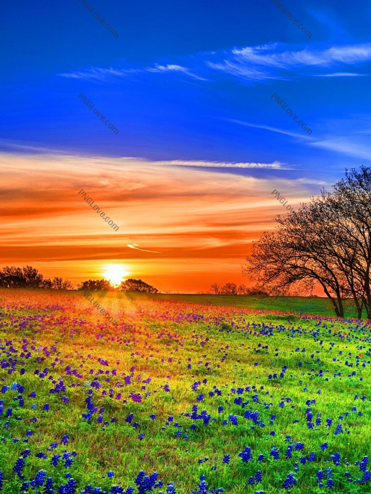 Vibrant Bluebonnet Field at Sunset | Beautiful Nature Landscape Photo...