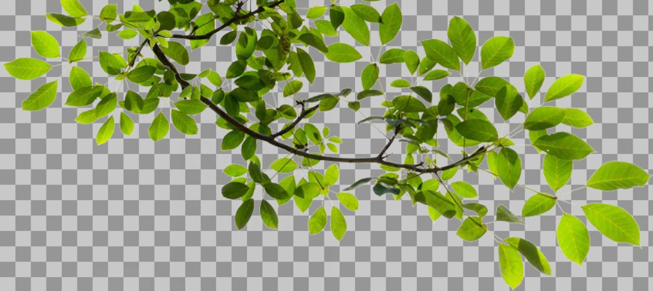 Sunlit Green Leaves on Tree Branch PNG | Natural Foliage Cutout