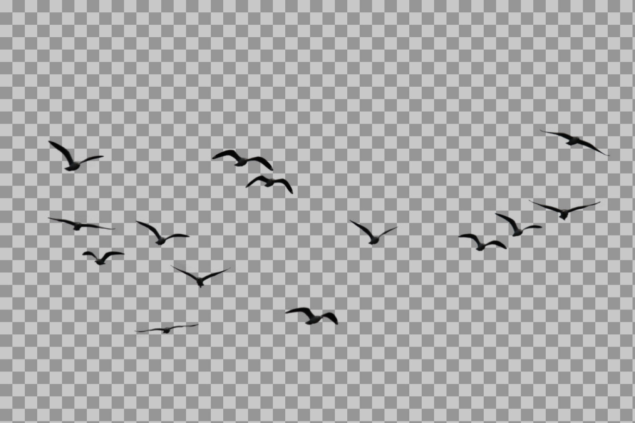 Flying Birds Silhouette PNG | Flock of Birds Clip Art...