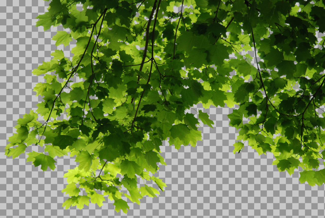 Sunlit Maple Leaves PNG | Hanging Tree Branch Cutout...
