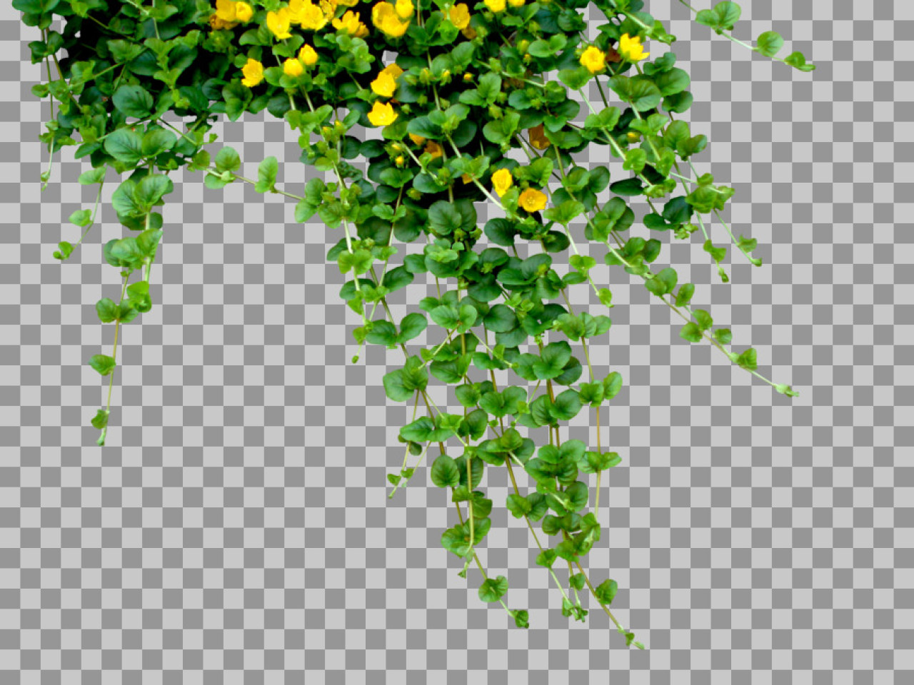 Creeping Jenny Plant PNG | Hanging Vine with Transparent Background...