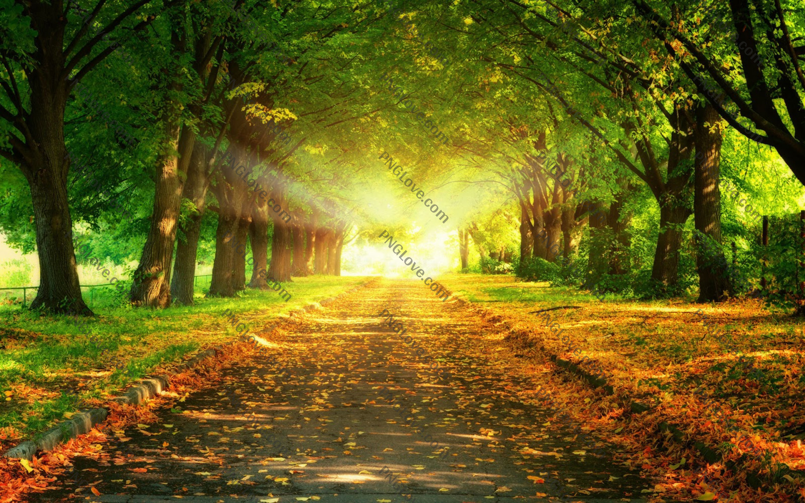 Autumn Path with Sunbeams | Serene Nature Wallpaper...