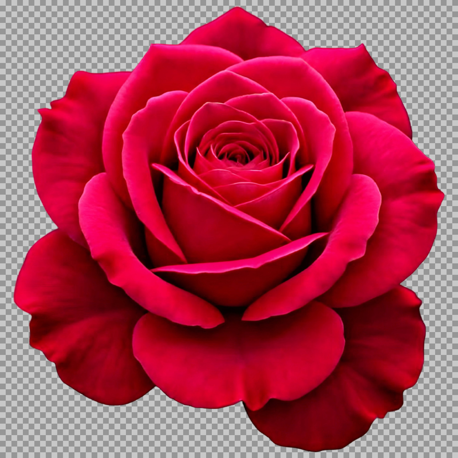 Vibrant Deep Red Rose PNG | Isolated Transparent Flower Image...