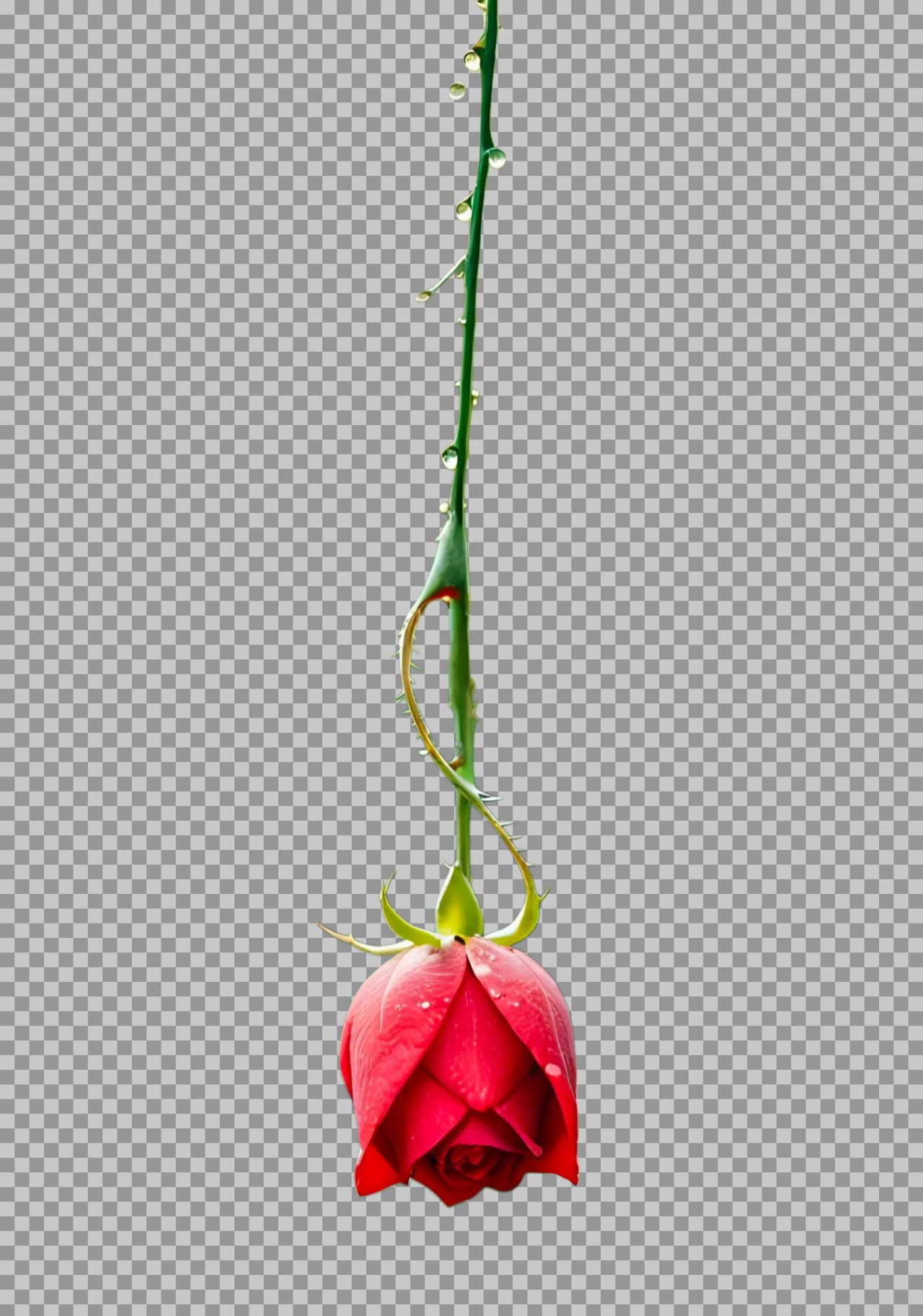 hanging rose Png images