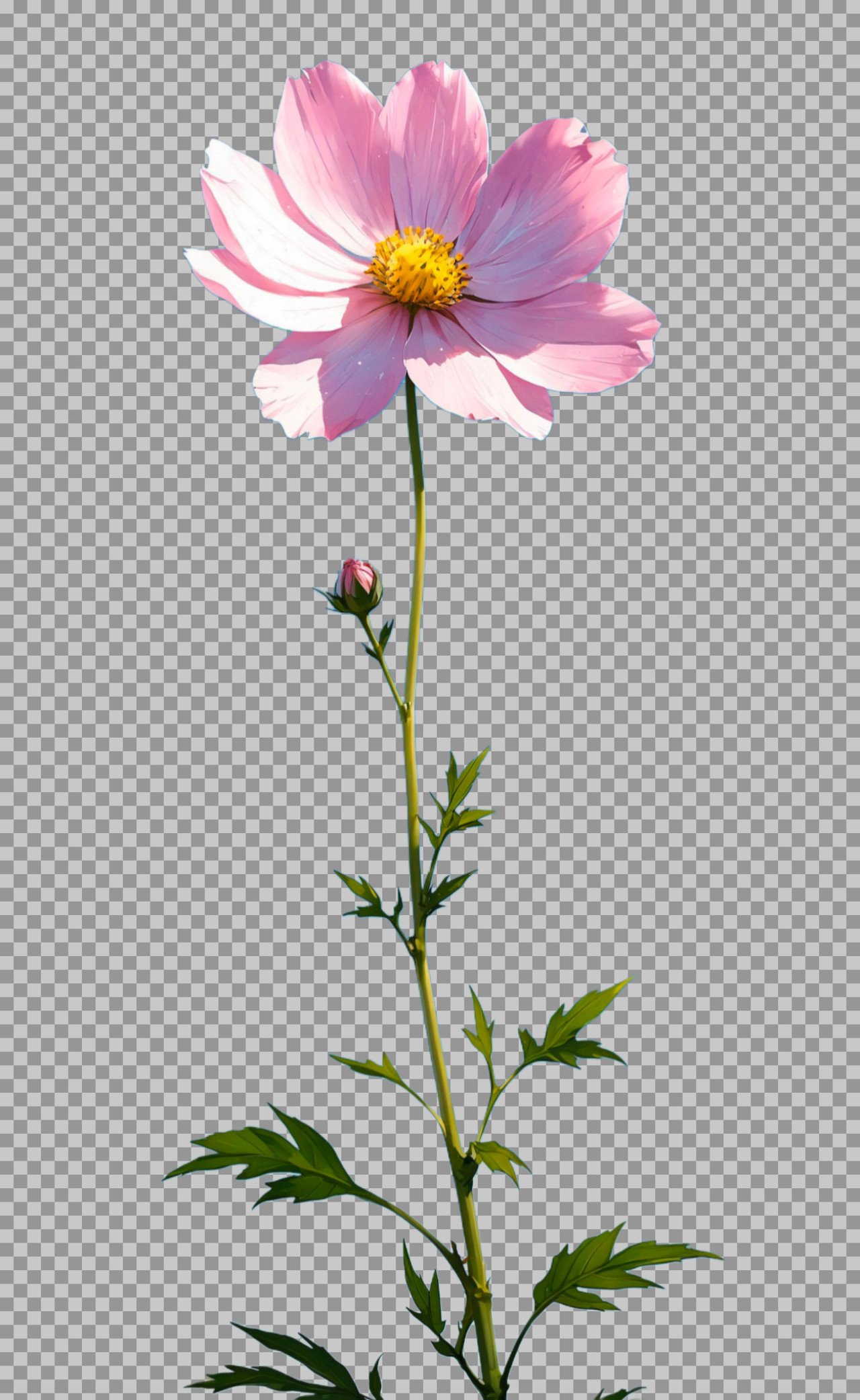 cosmos flower PNG transparent image