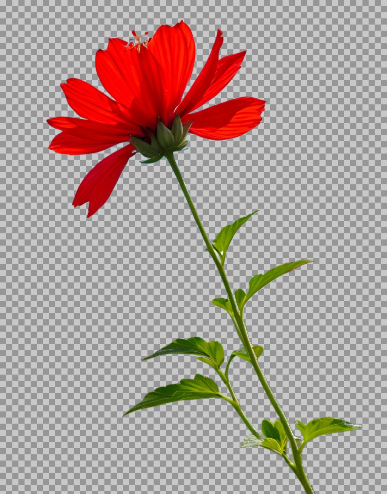 Dahlia flower PNG image download...