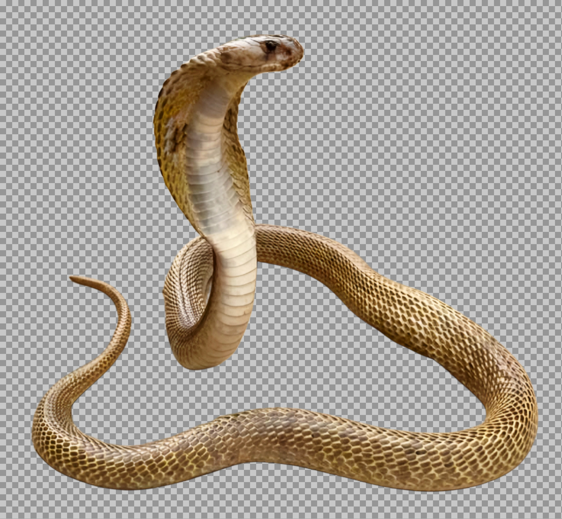 Cobra Snake PNG | Realistic Indian Cobra Image...