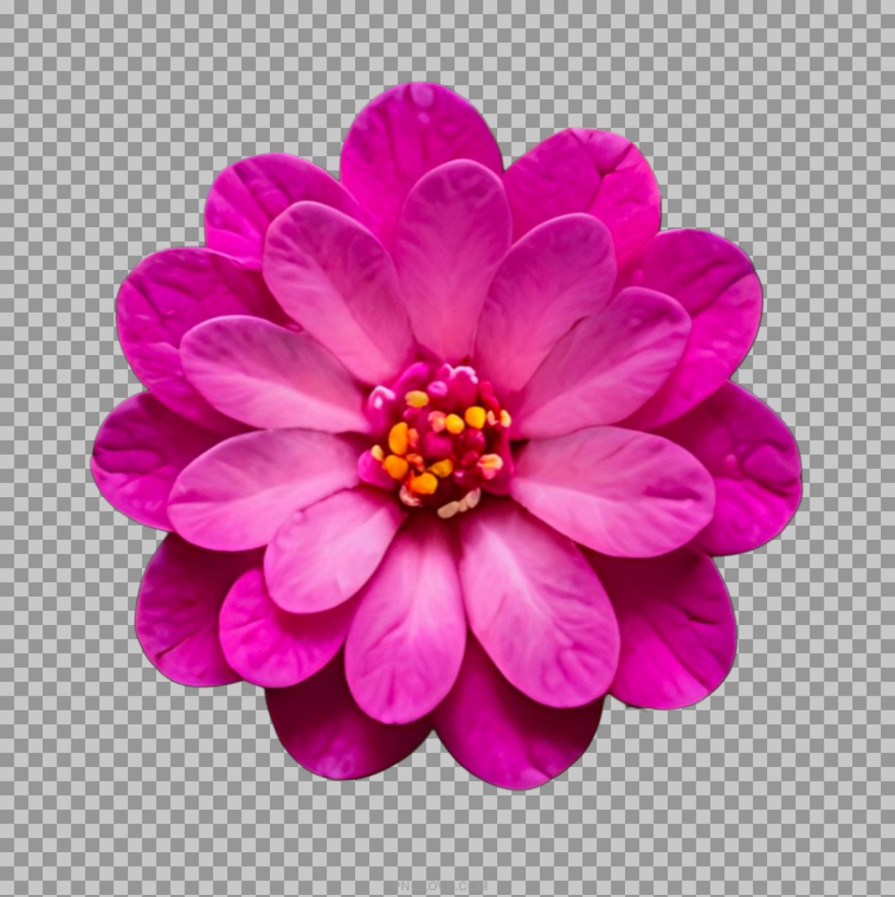 Zinnia flower PNG image download...
