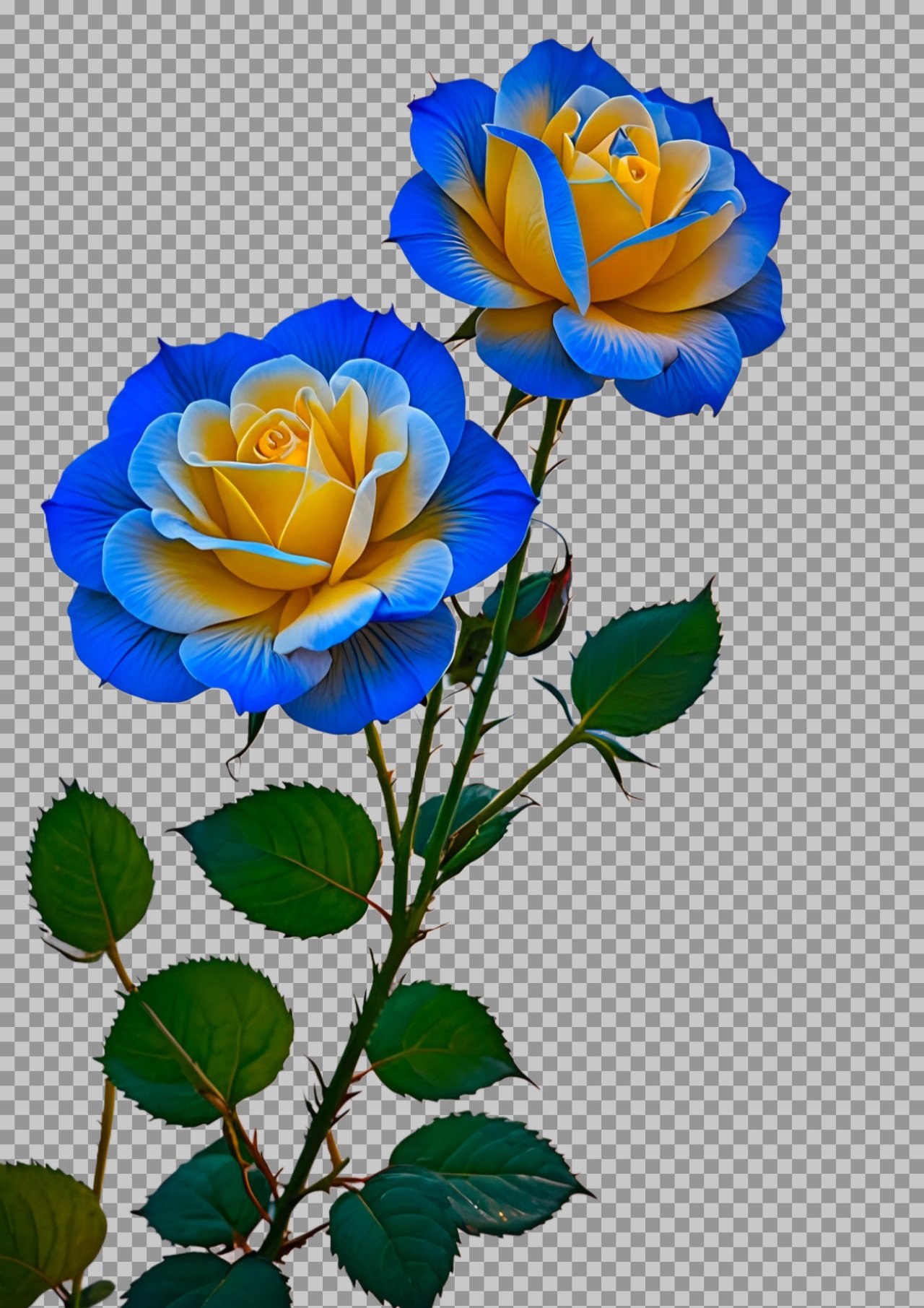 Blue and yellow rose PNG image download