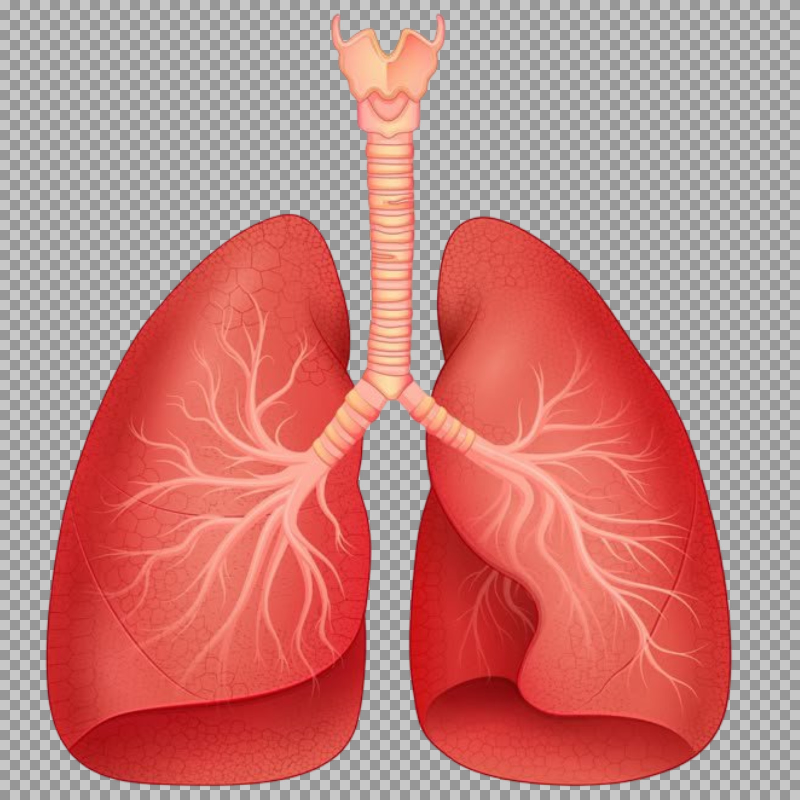 Human Lungs Diagram PNG | Respiratory System Illustration