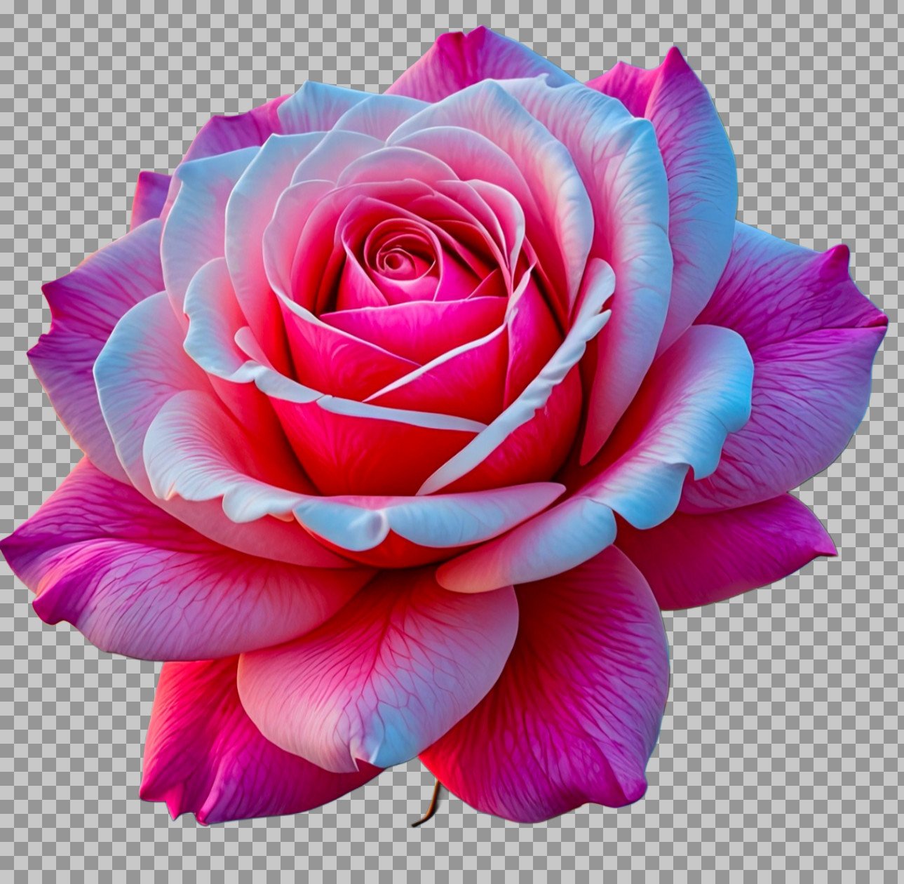 red pink beautiful roses close up 3D png image download