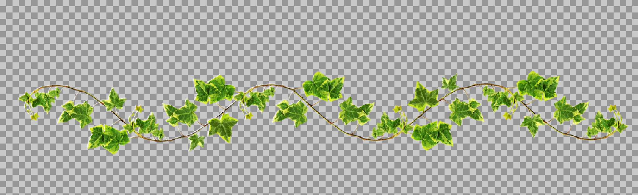 Variegated Ivy Vine PNG | Botanical Border & Divider Graphic...