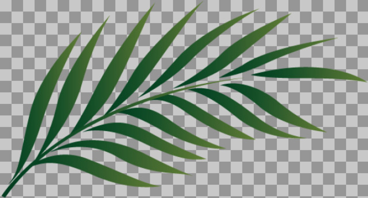 Elegant Green Palm Leaf PNG | Tropical Frond Graphic