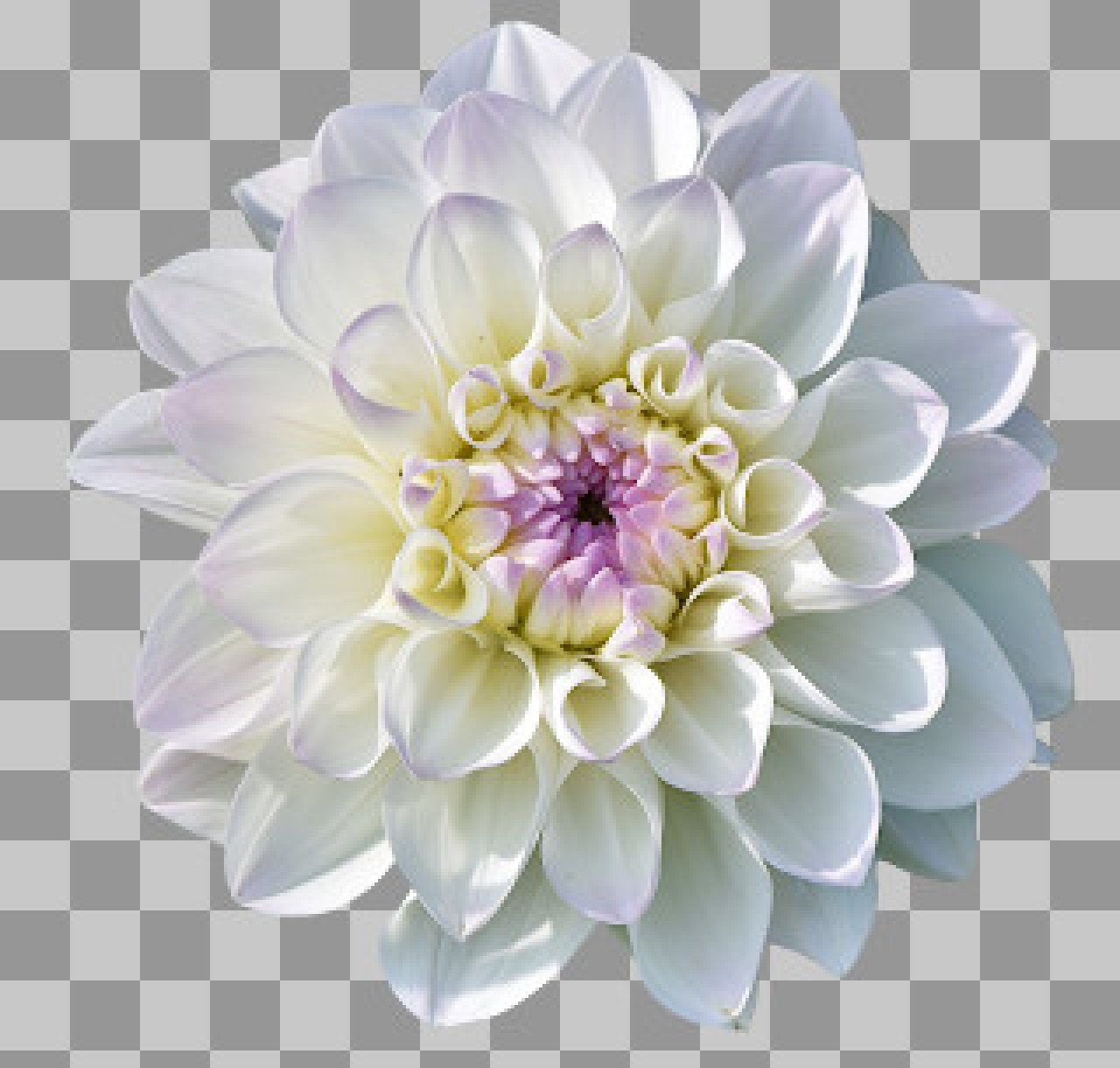 Dahlia white flower PNG image download...