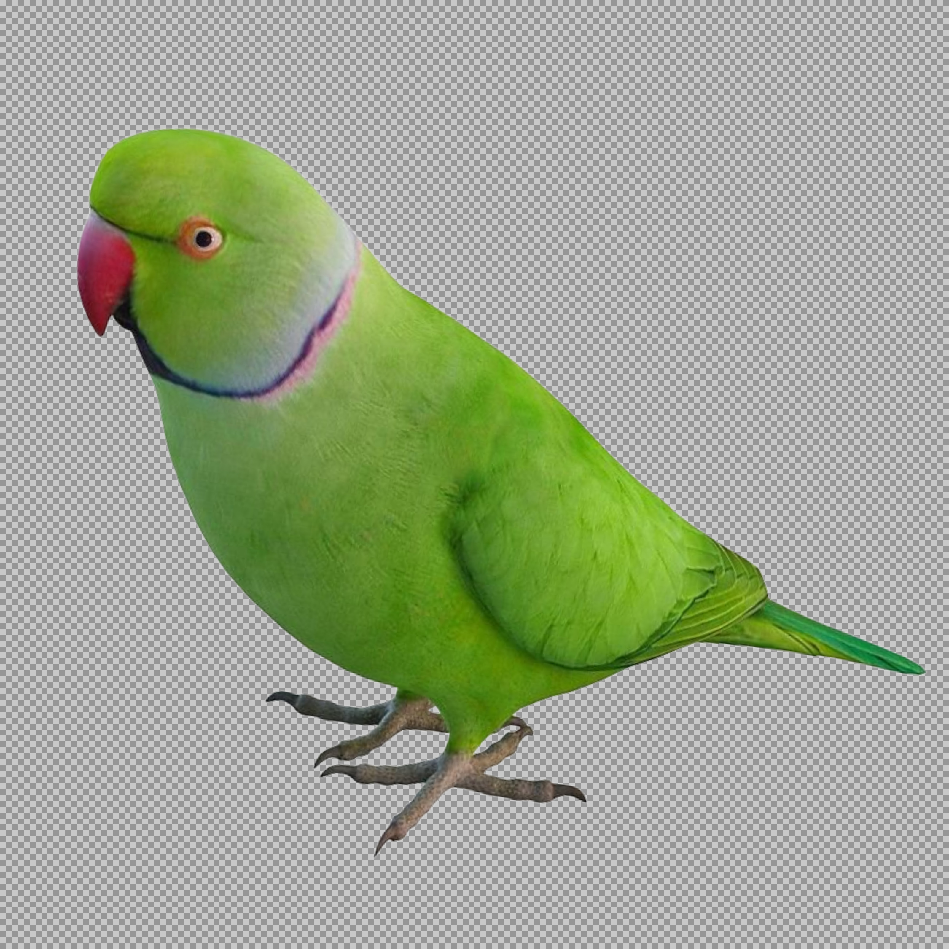 Green Indian Ringneck Parakeet PNG - Transparent Background Bird Image...