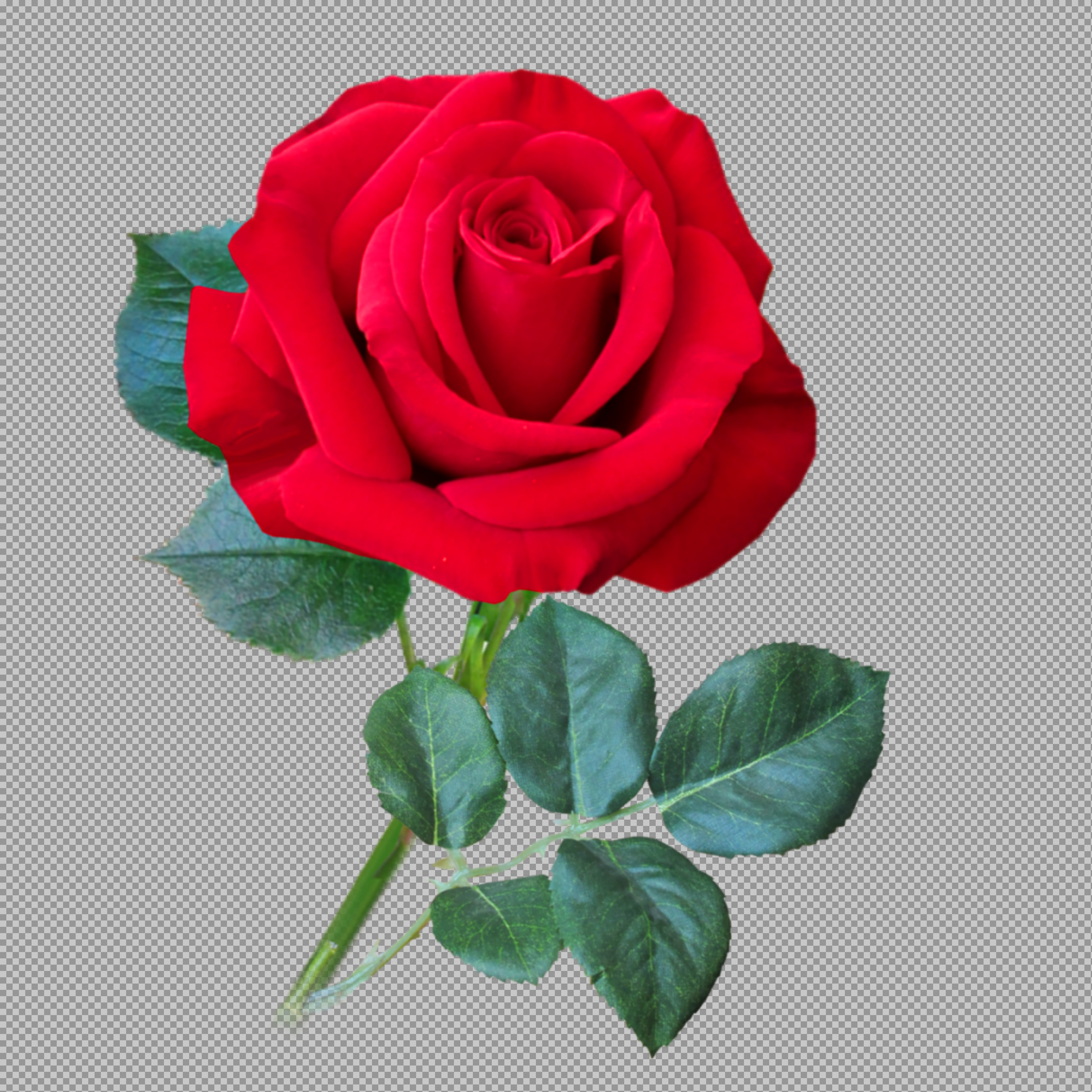 Single Red Rose PNG Download | Realistic Flower Clipart...
