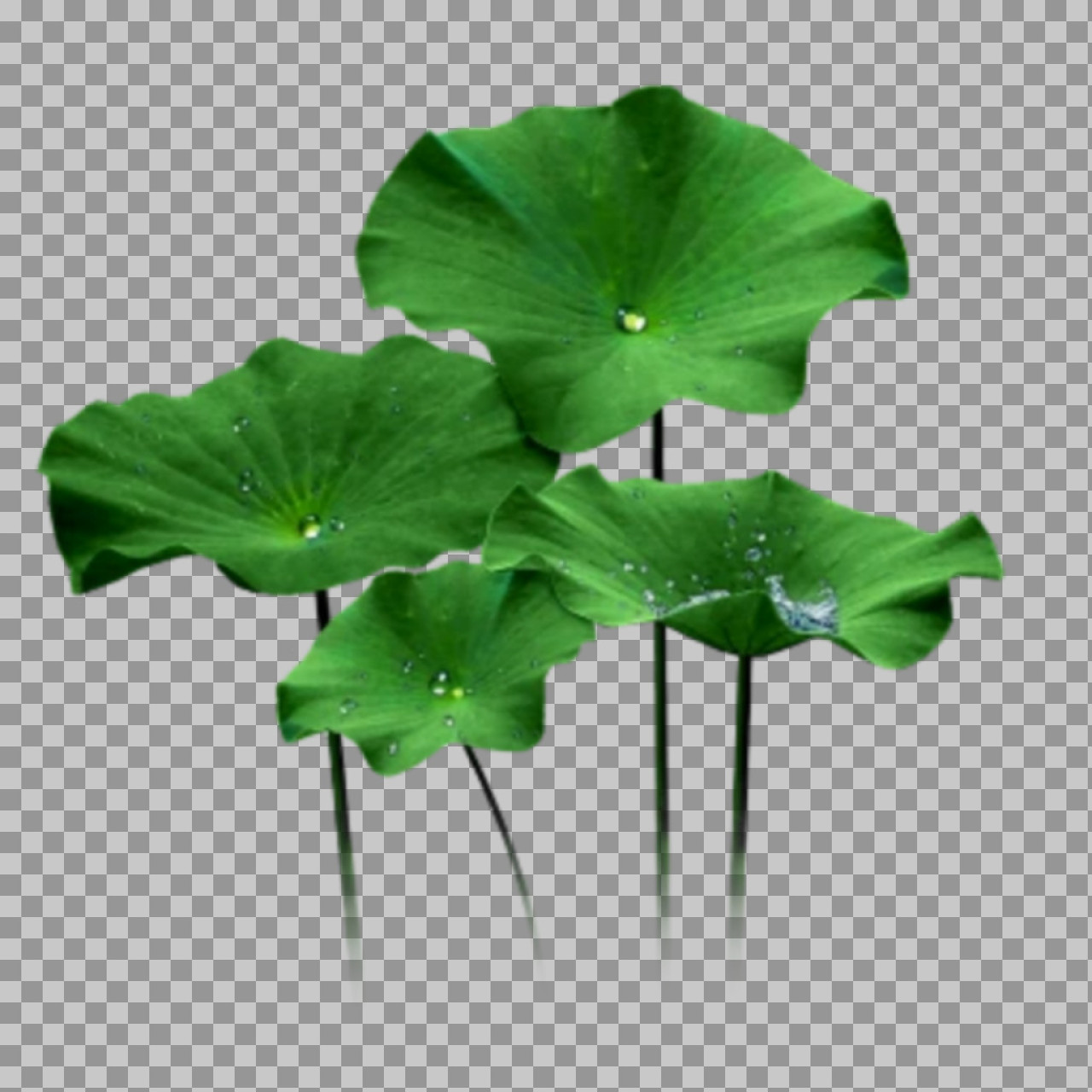Green Lotus Leaves PNG | Transparent Botanical Image
