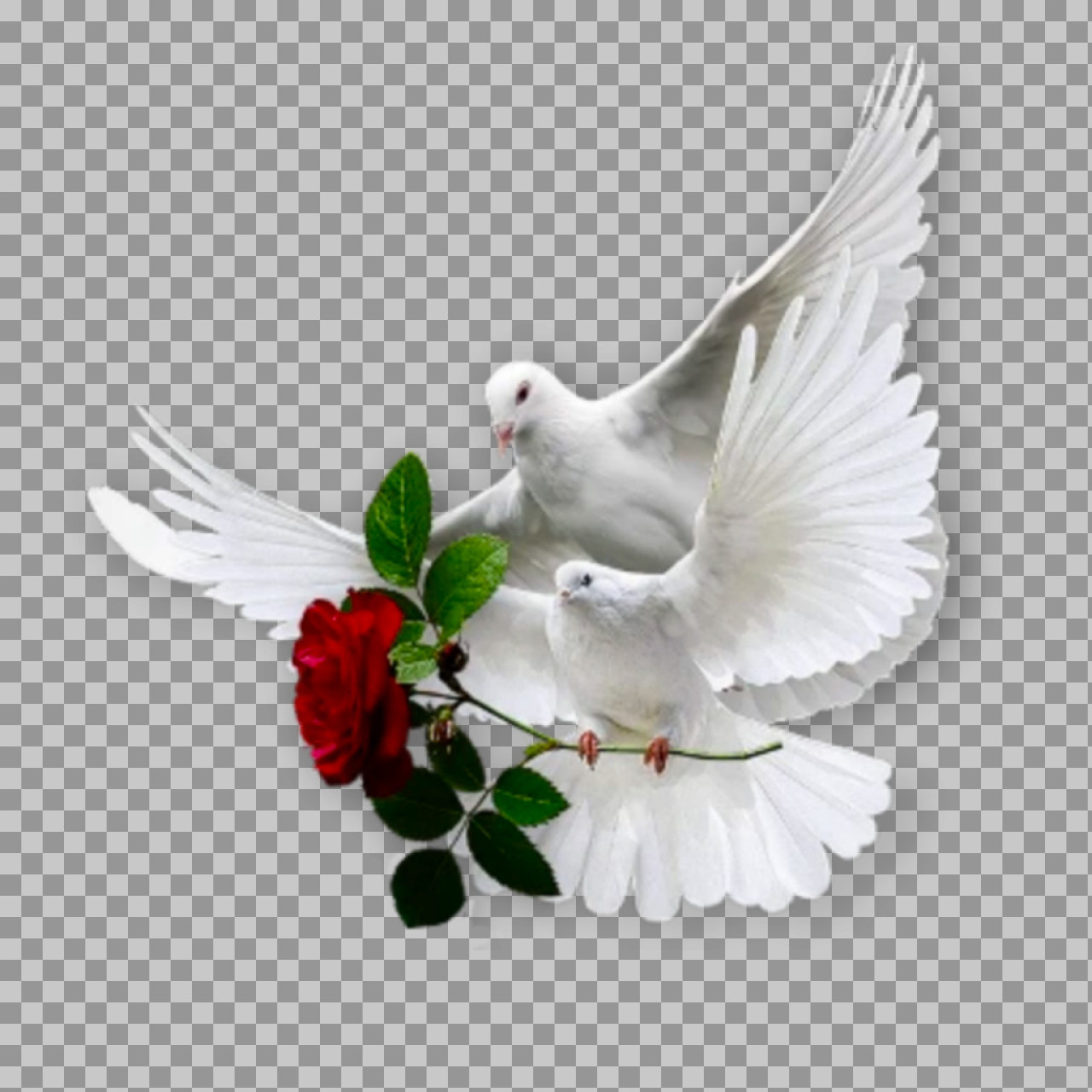 Two White Doves with Red Rose | Symbol of Love & Peace PNG