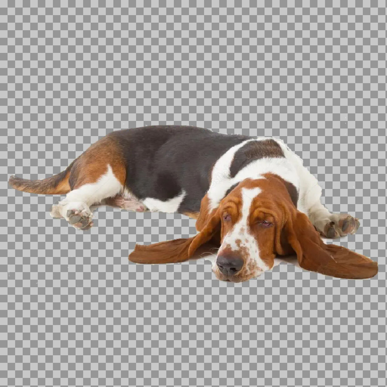 Adorable Basset Hound Lying Down | Transparent PNG...