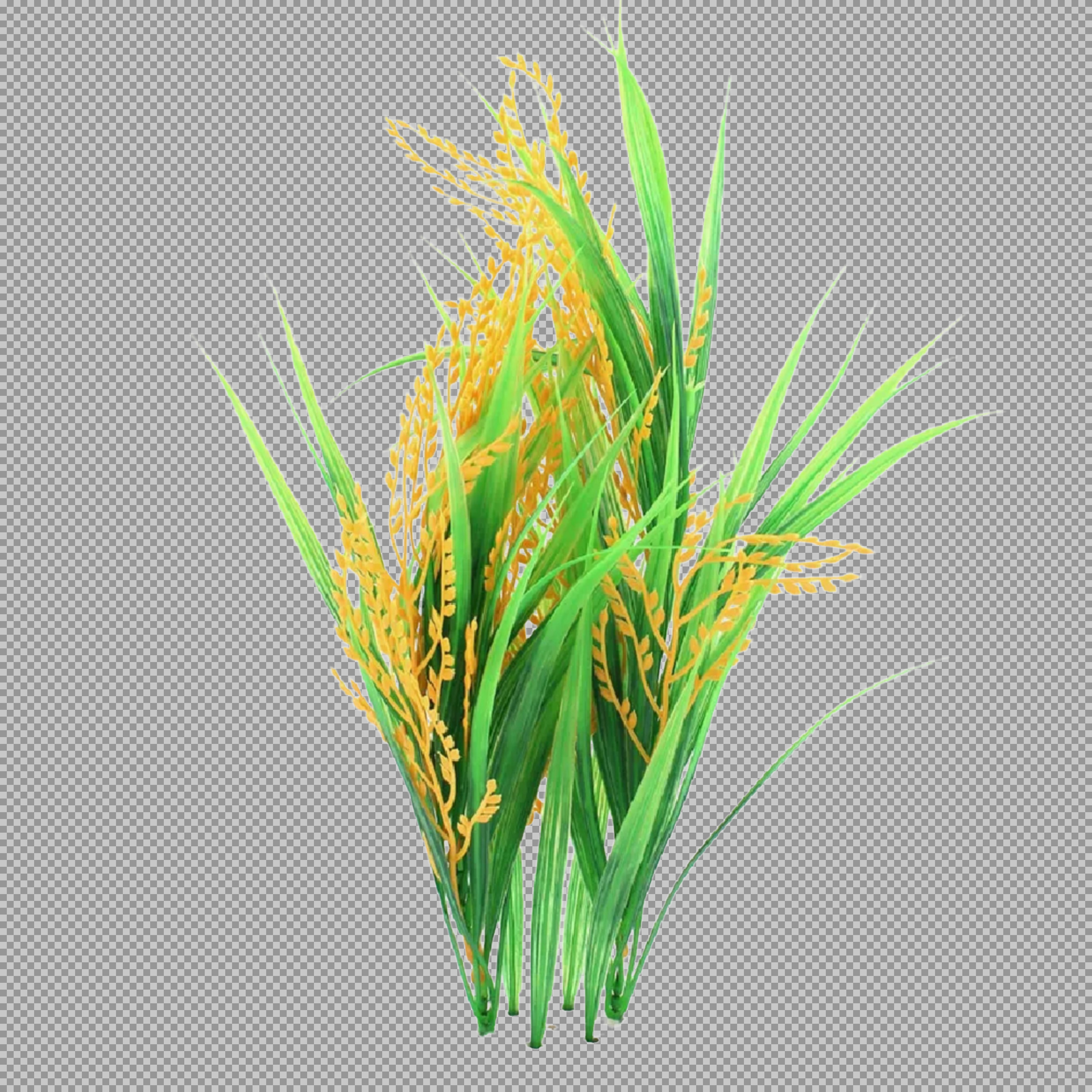 Realistic Rice Plant PNG | Isolated Agricultural Graphic...