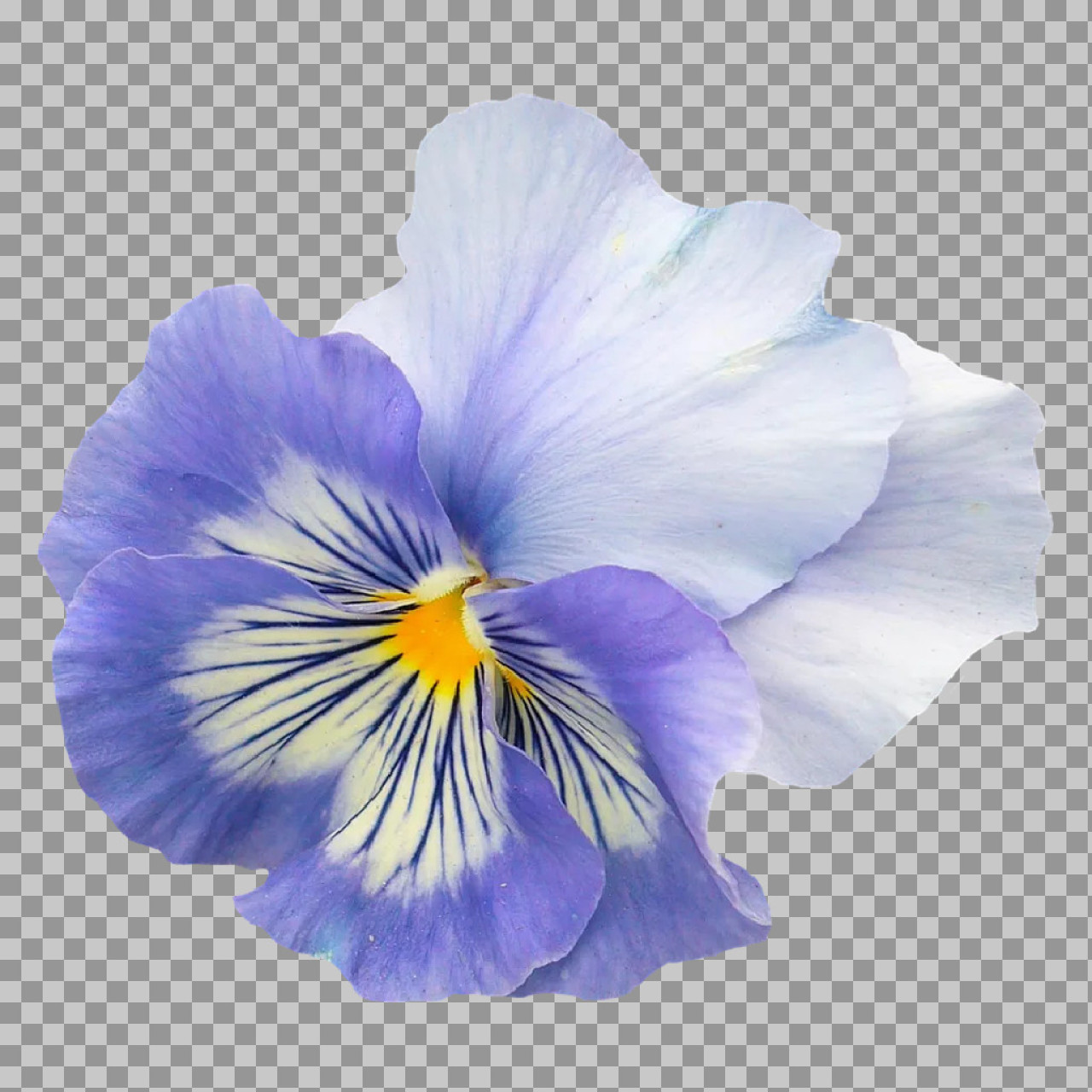 Purple and Blue Pansy Flower PNG | Isolated Floral Image...
