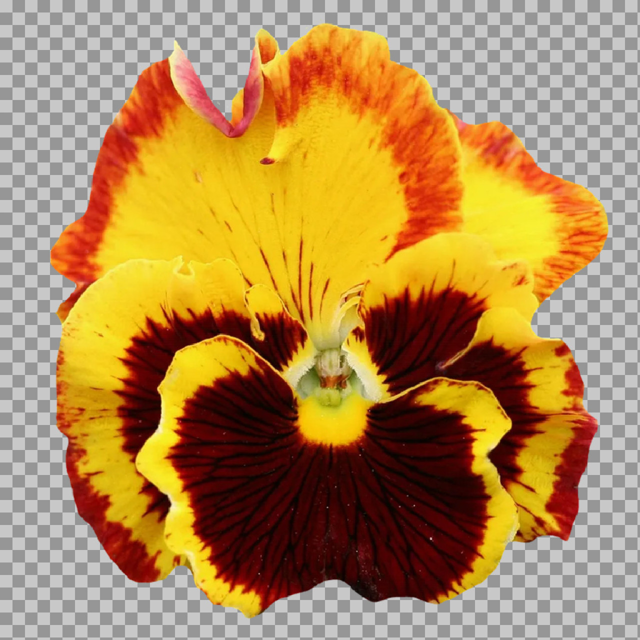 Red and Yellow Pansy PNG | Fiery Autumn Flower