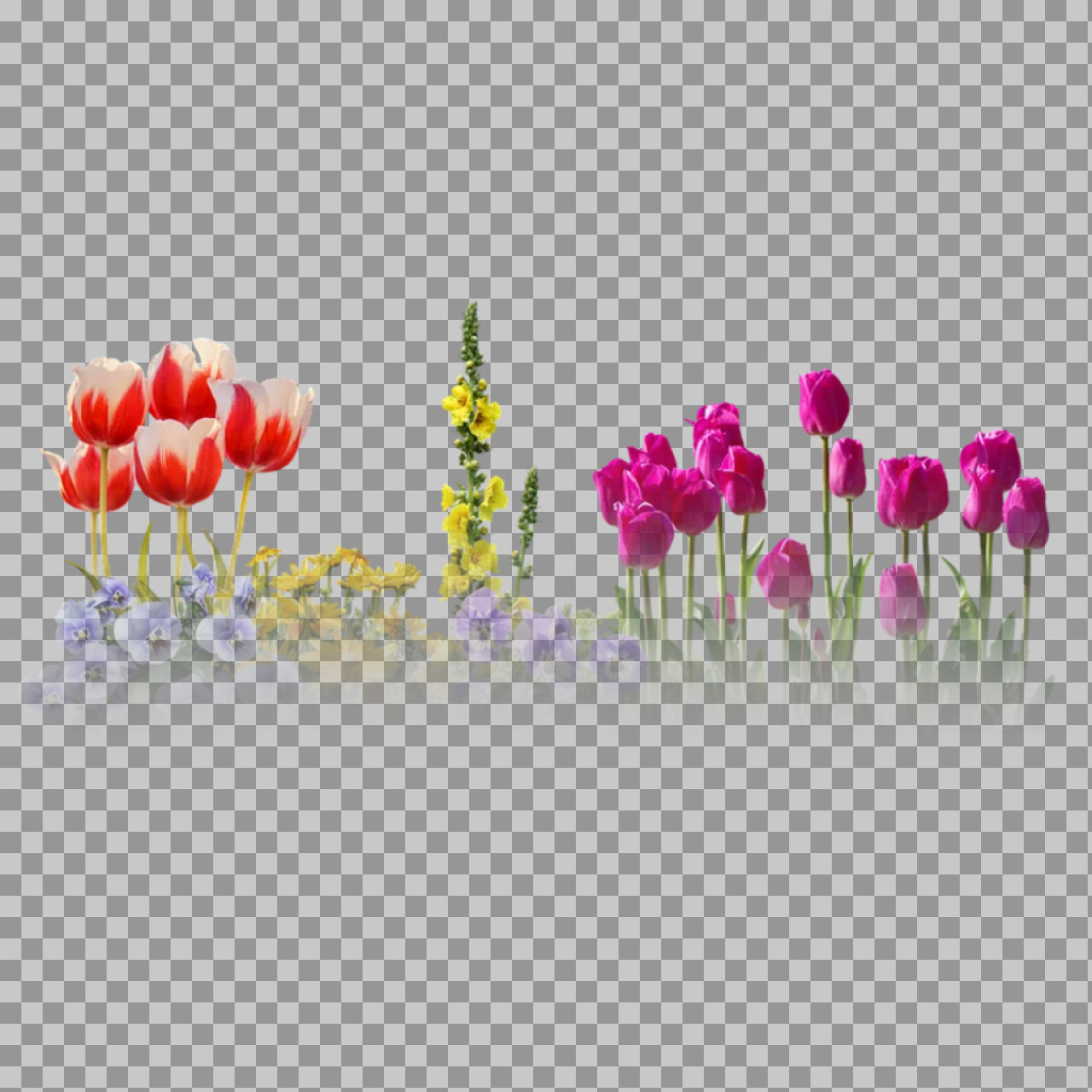Colorful Spring Flower Border PNG | Tulips & Pansies