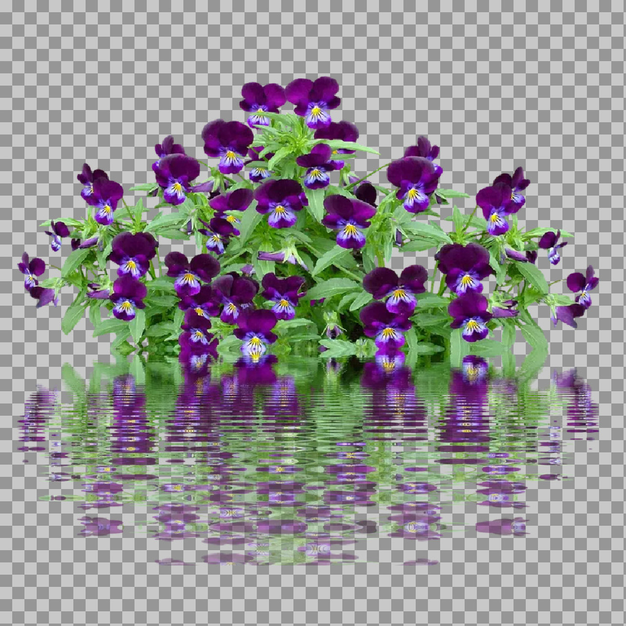 Purple Pansy Flowers with Water Reflection | Floral Art...