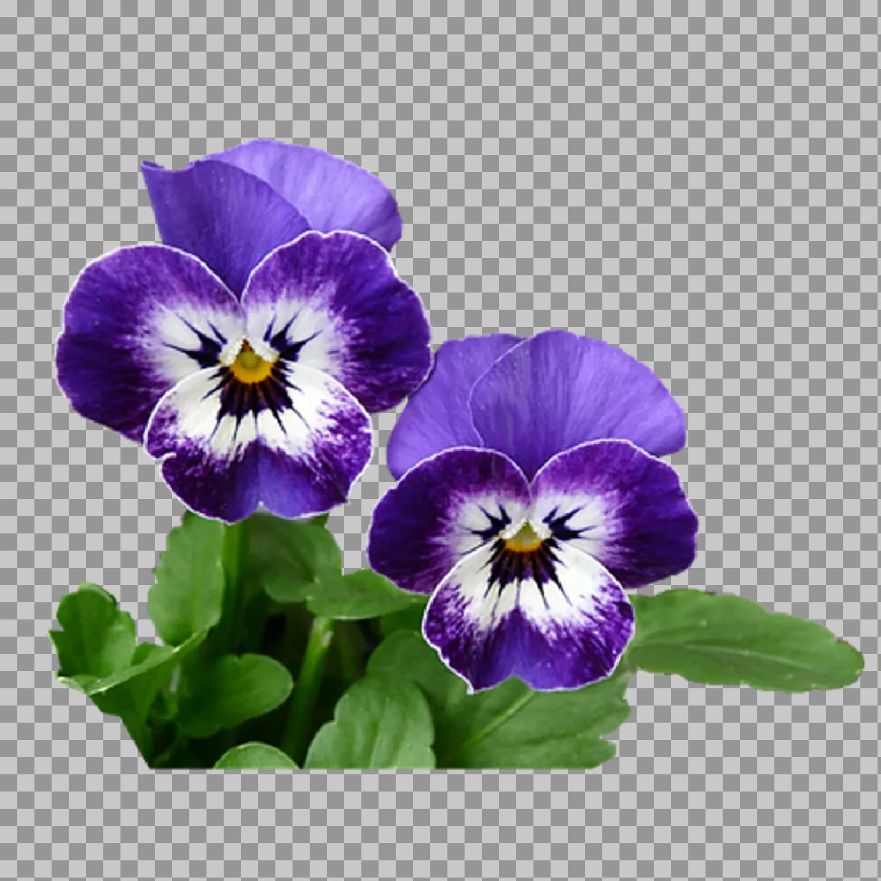 Purple and White Pansies PNG | Isolated Flowers...