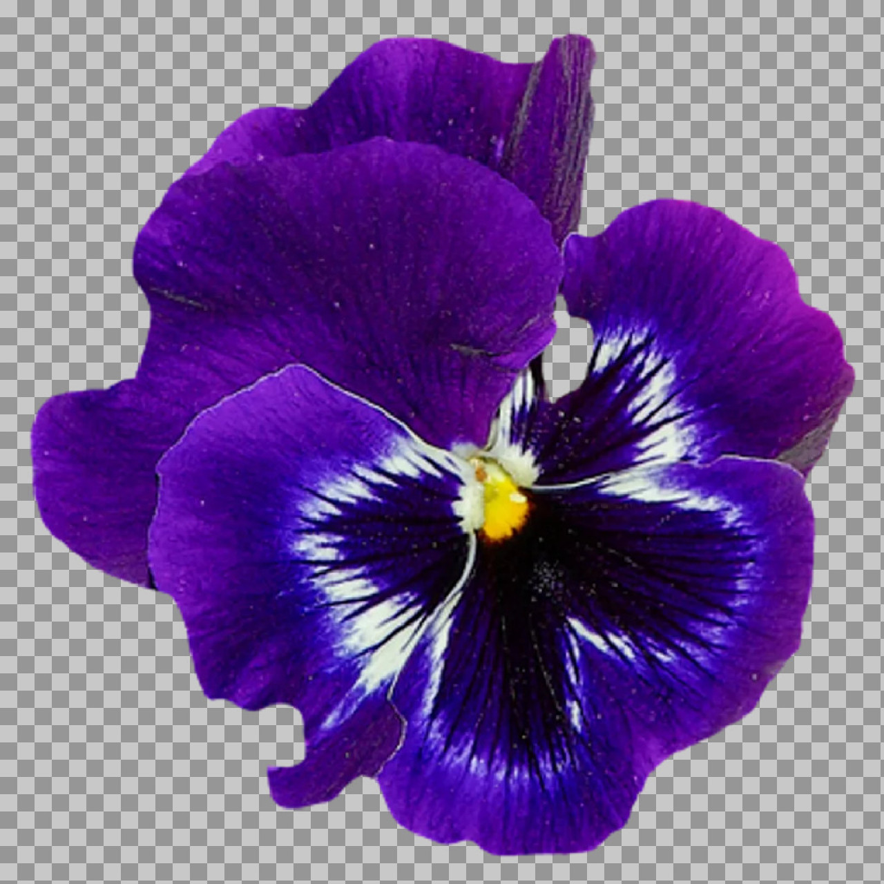 Deep Purple Pansy Flower PNG | Macro Floral Image...