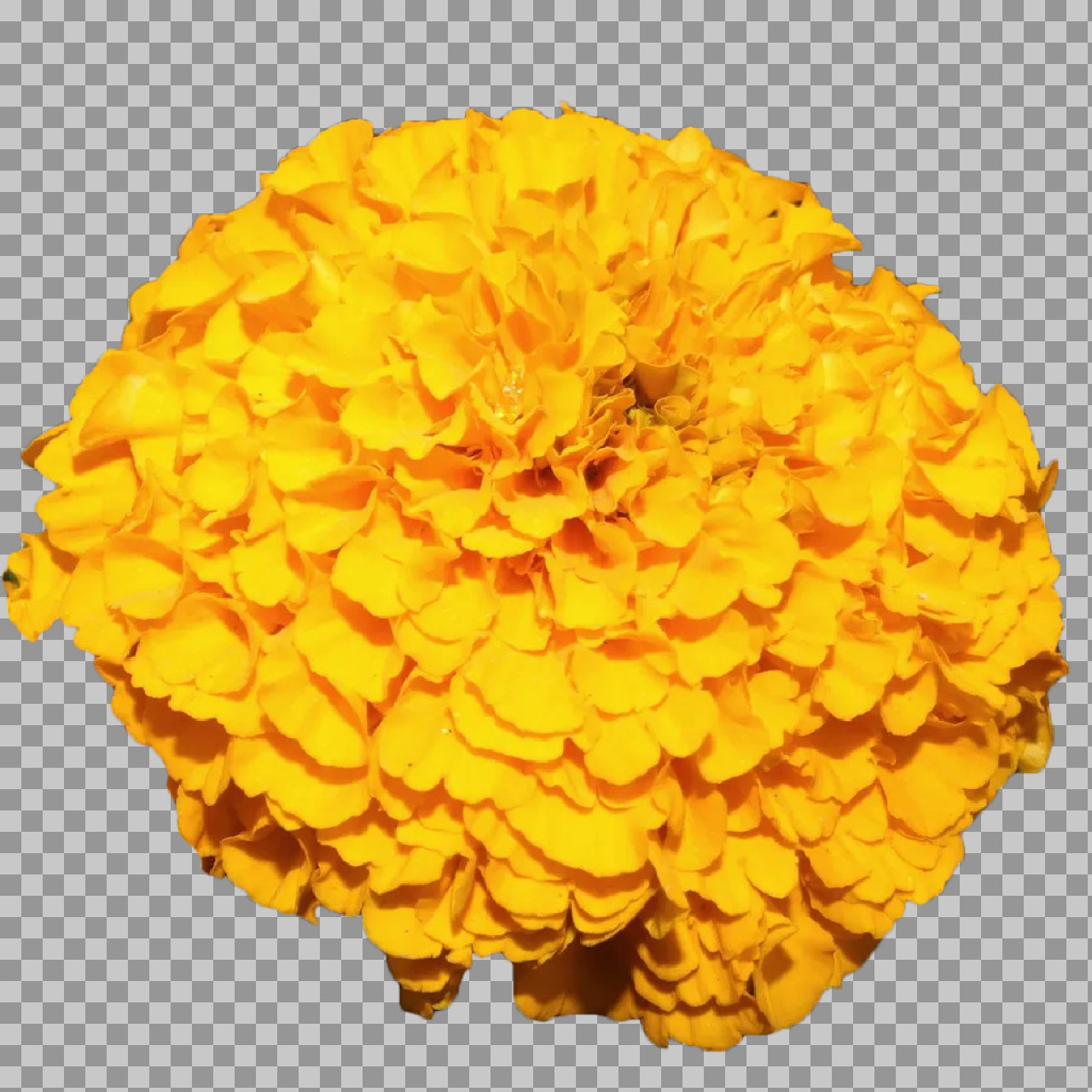 Yellow Marigold Flower PNG Transparent Background Download...