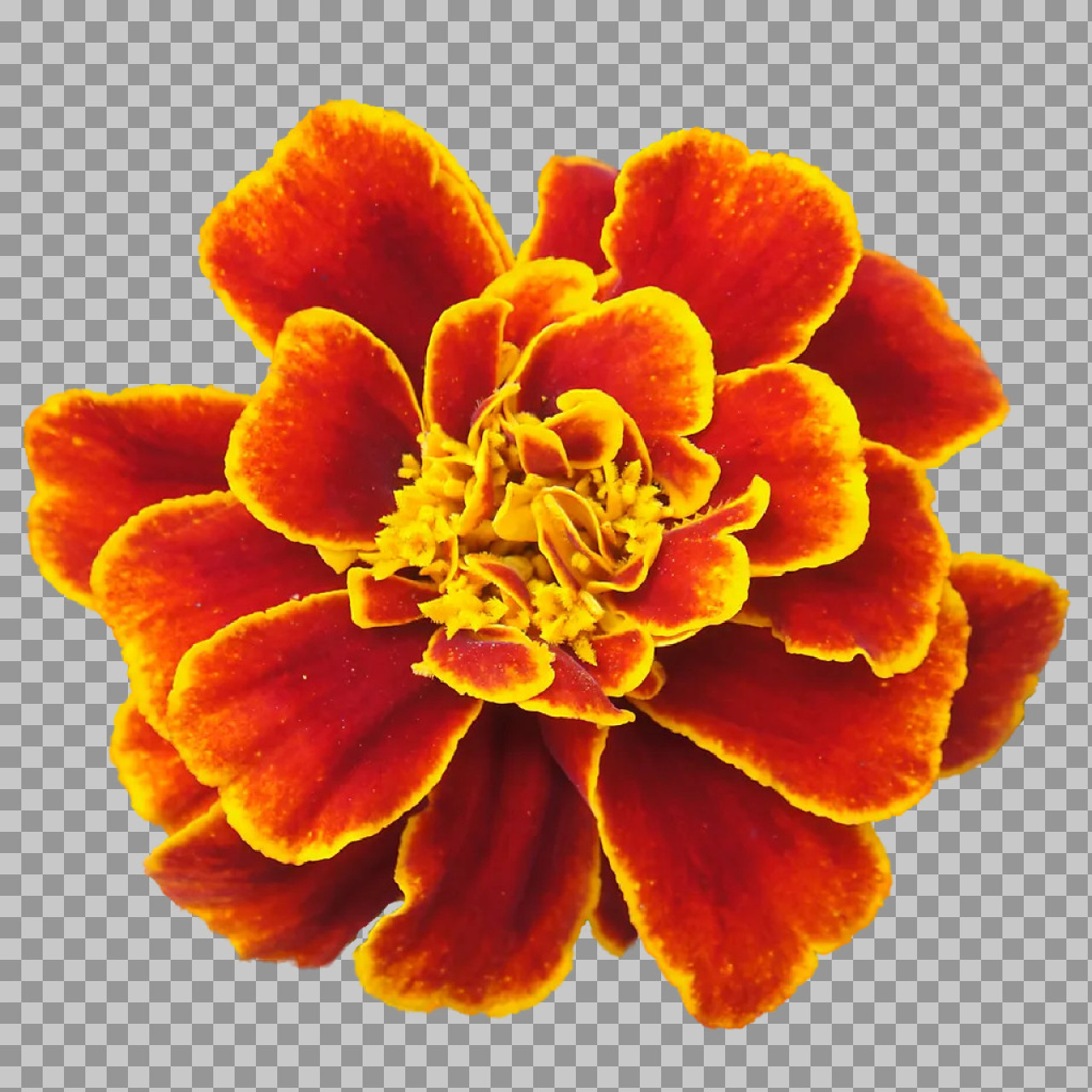 Red and Yellow Marigold Flower PNG | Isolated Floral Bloom...