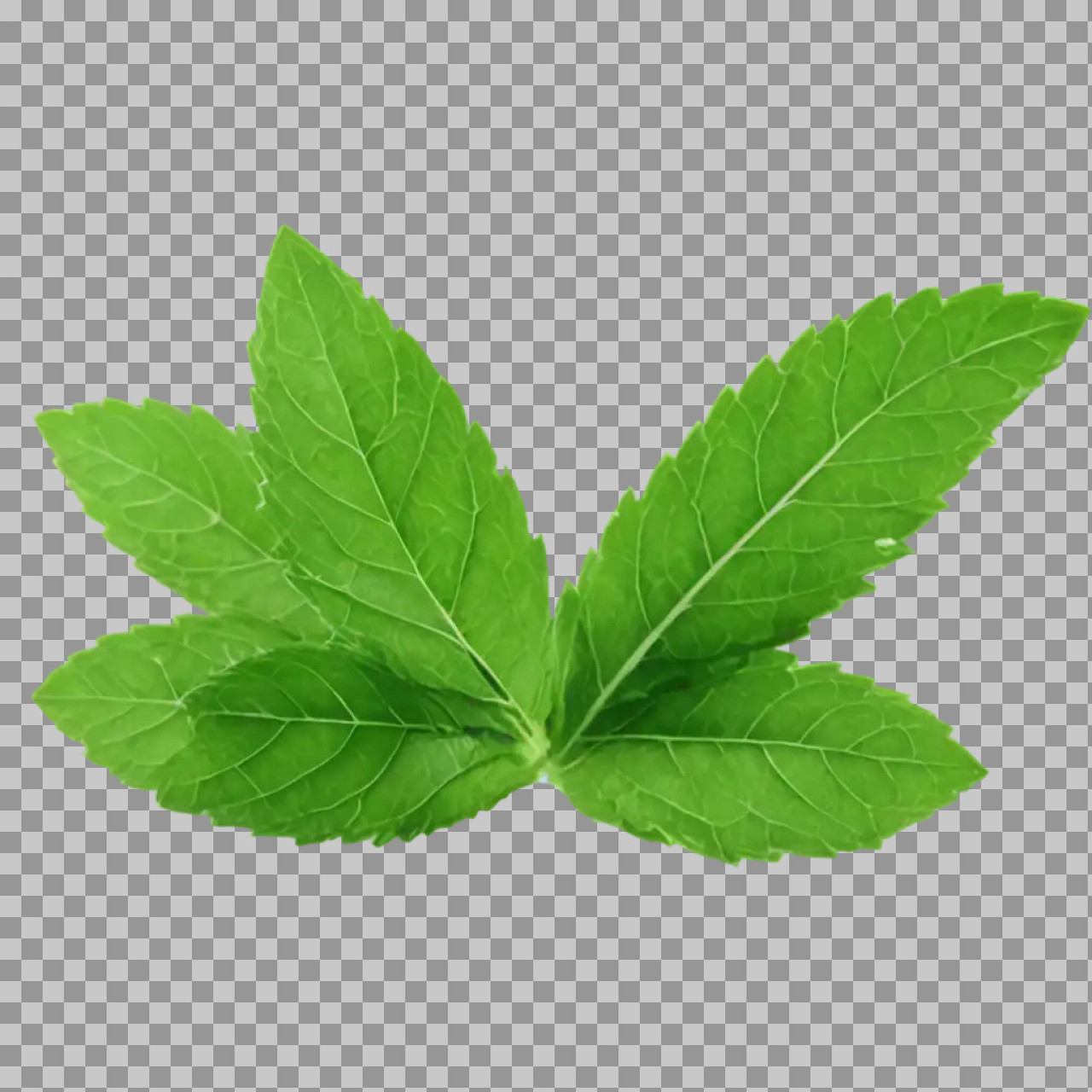 Download Fresh Mint Leaves PNG | Transparent & High-Quality...