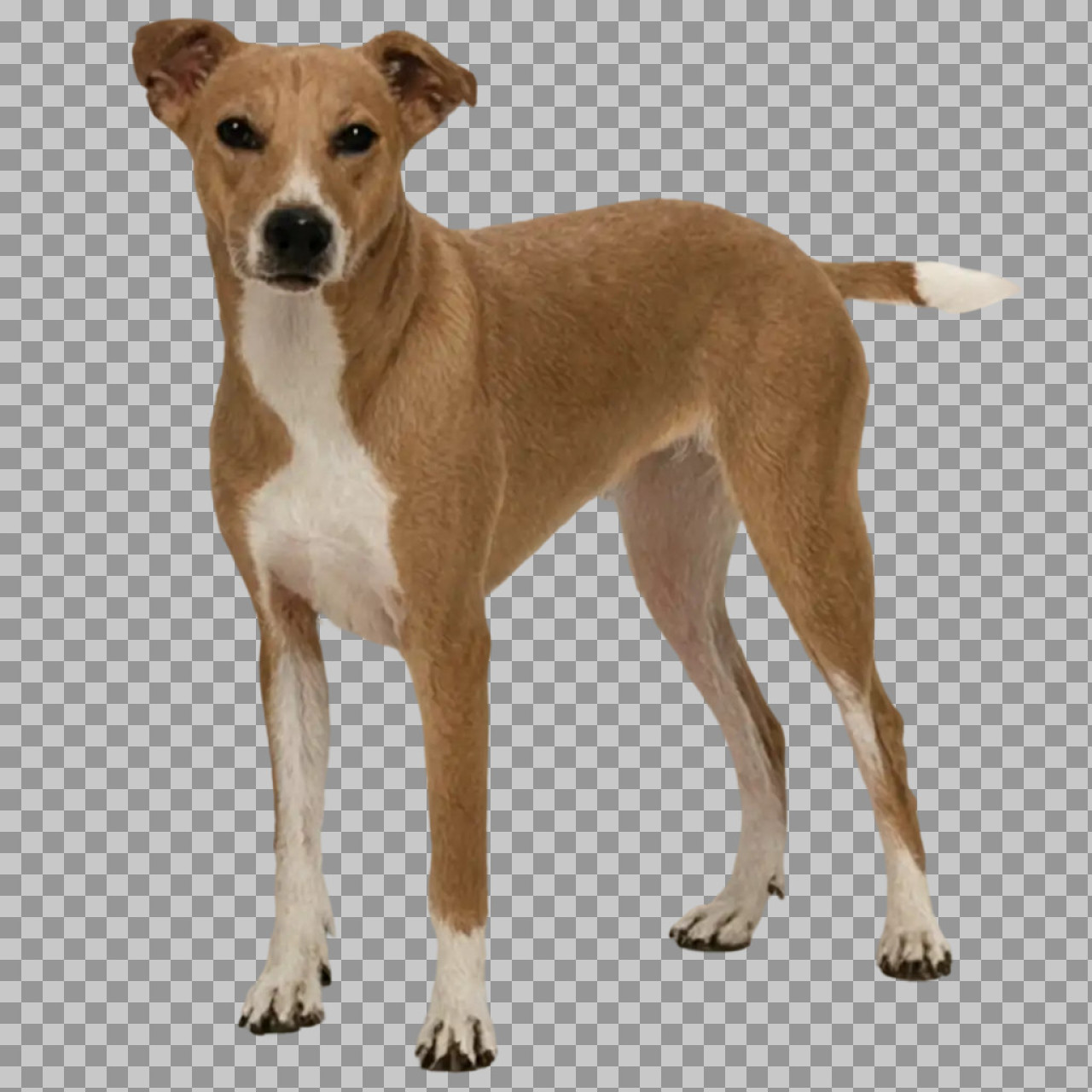 Tan and White Mixed-Breed Dog PNG | Royalty-Free Pet Image...