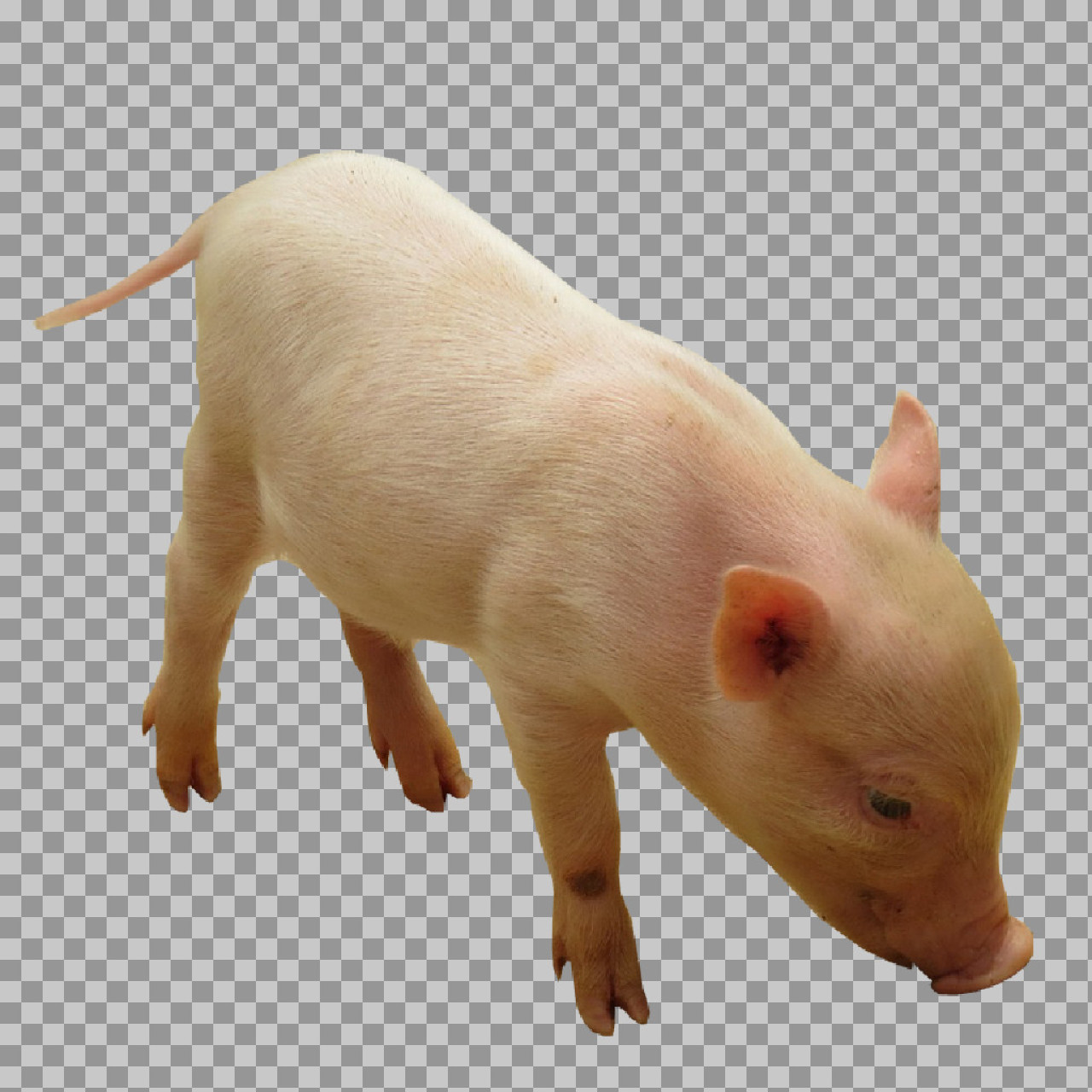 Cute Baby Piglet PNG - Isolated Farm Animal Image...