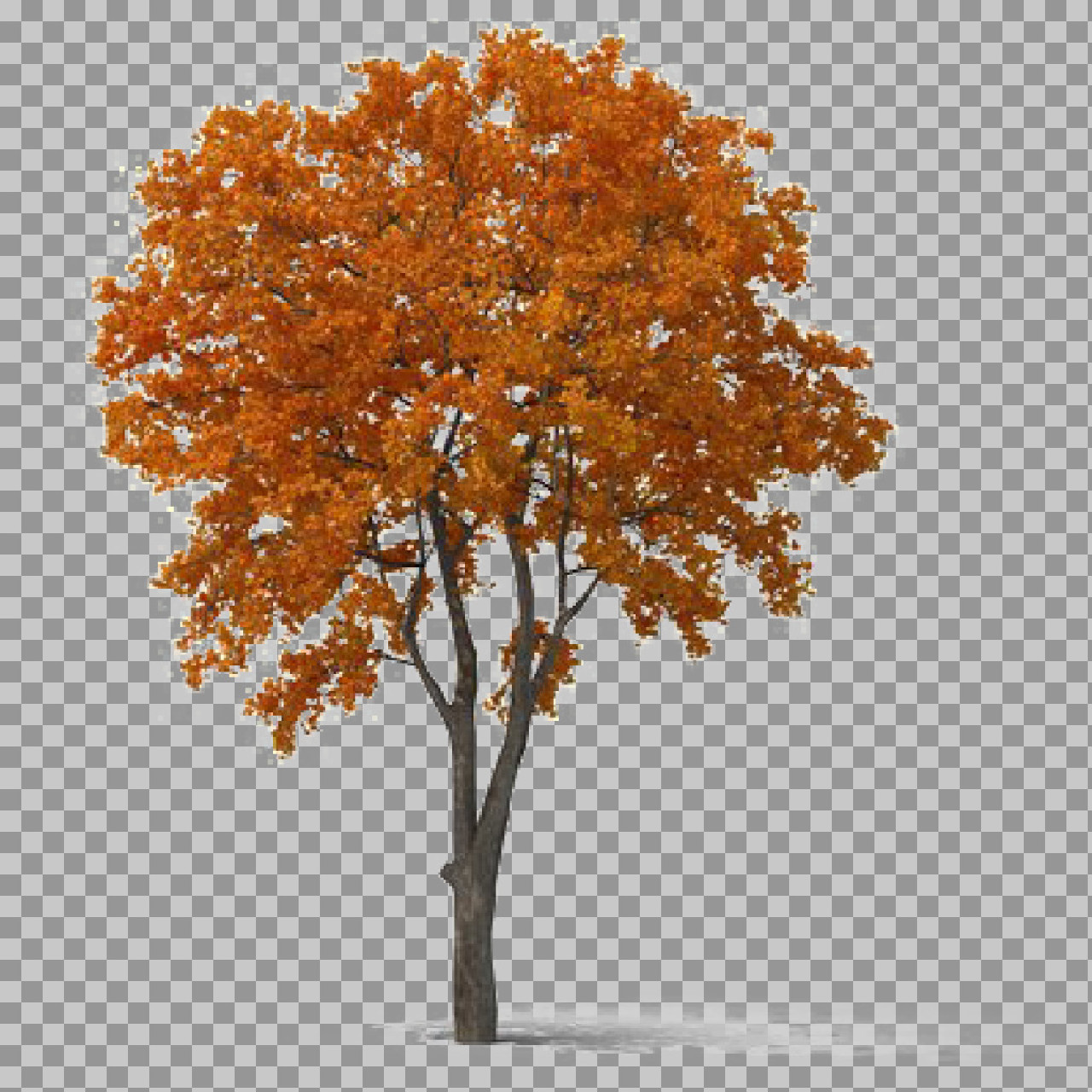 Autumn Tree PNG with Transparent Background | Isolated Fall Tree...