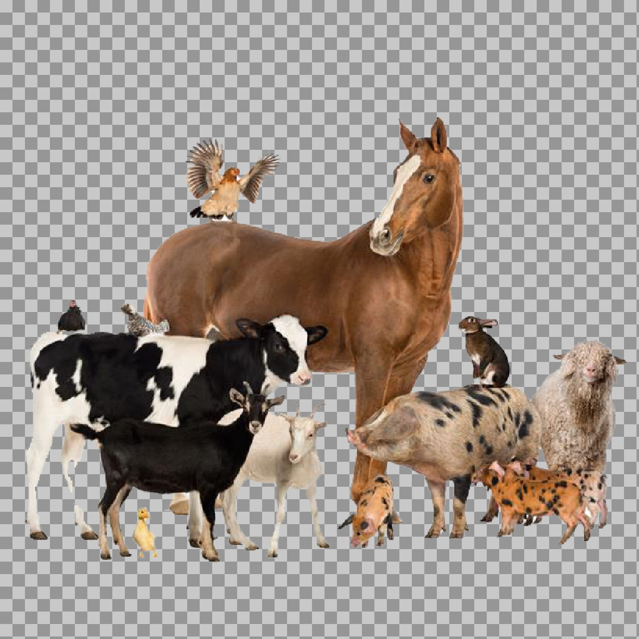 Group of Farm Animals PNG | Isolated Livestock Photo...