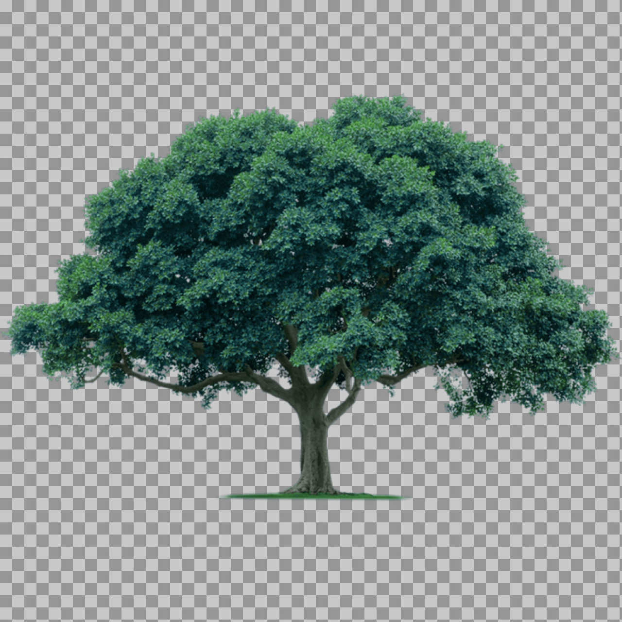 Isolated Green Tree PNG | High-Quality Cutout for Design...