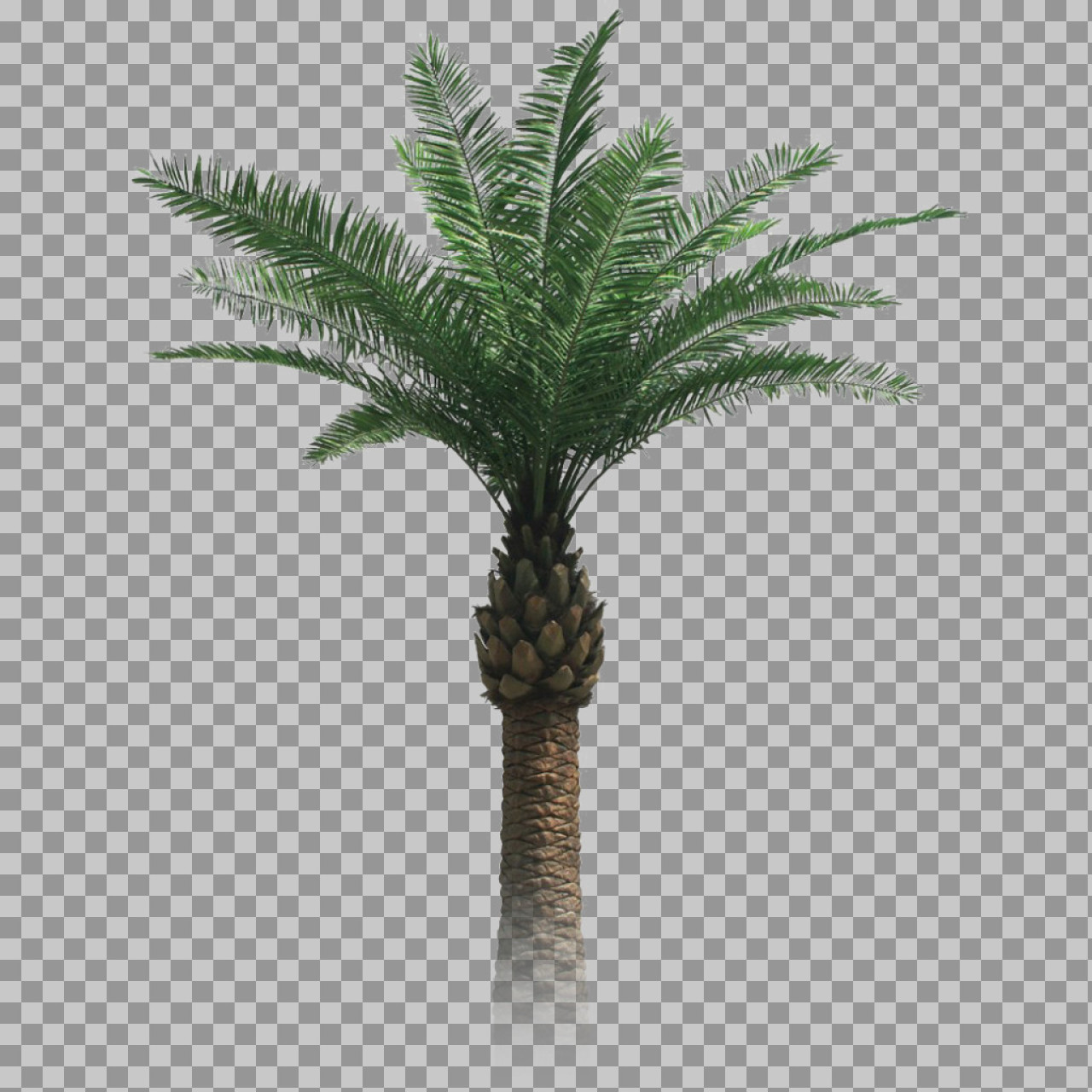 Isolated Palm Tree PNG | Realistic Cutout for Architectural Renderings...