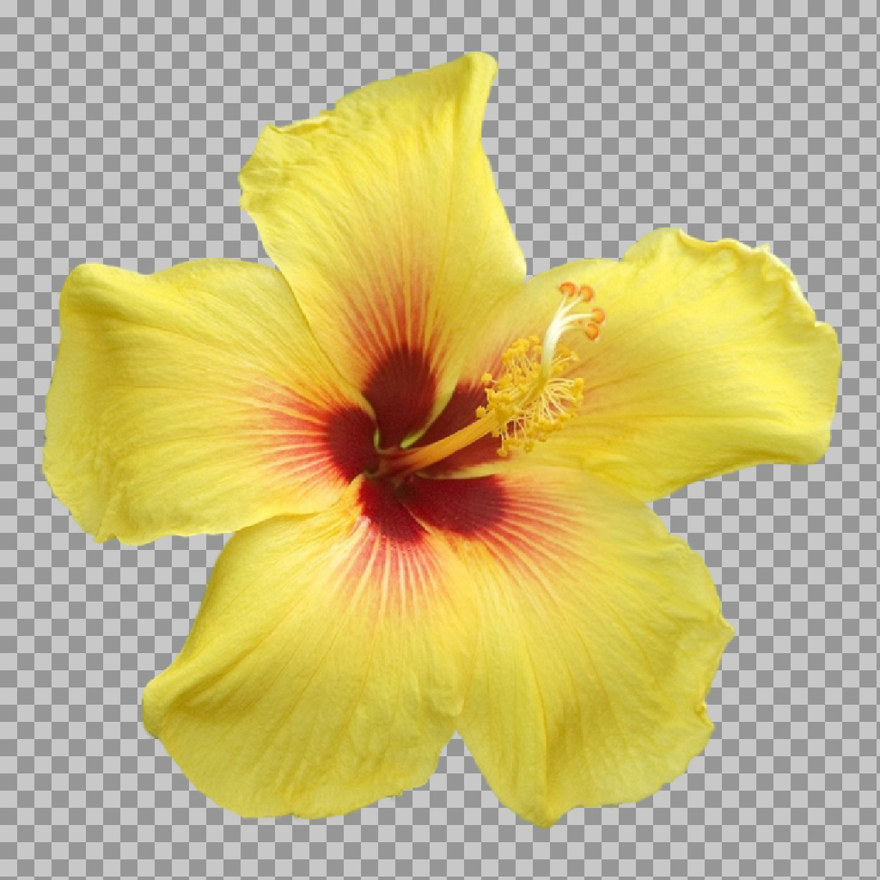 Yellow Hibiscus Flower PNG | Isolated Tropical Bloom Photo...