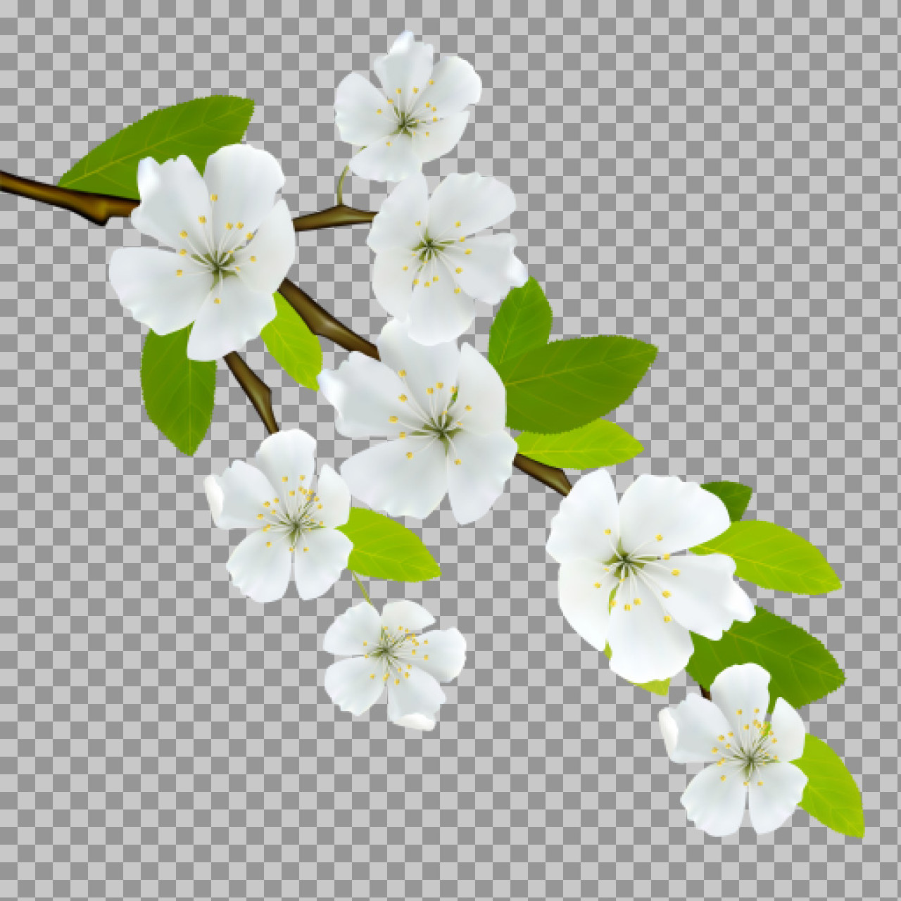 Cherry Blossom Branch PNG with Transparent Background...