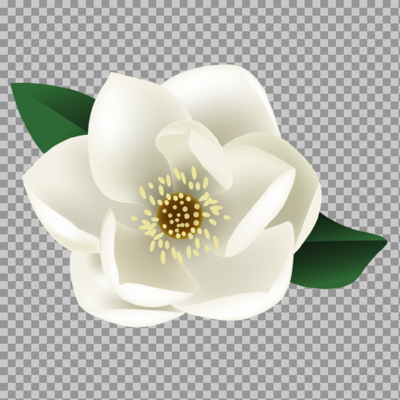 Magnolia Flower Clipart with Transparent Background...