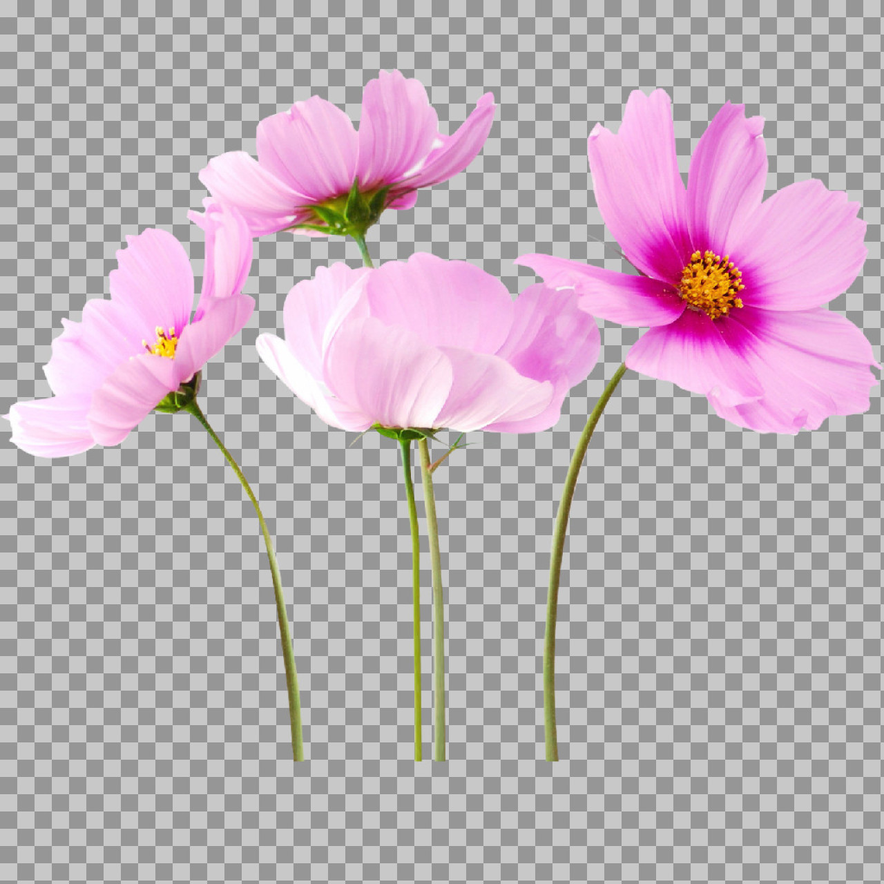 Pink Cosmos Flower PNG | Delicate Floral Cutout...