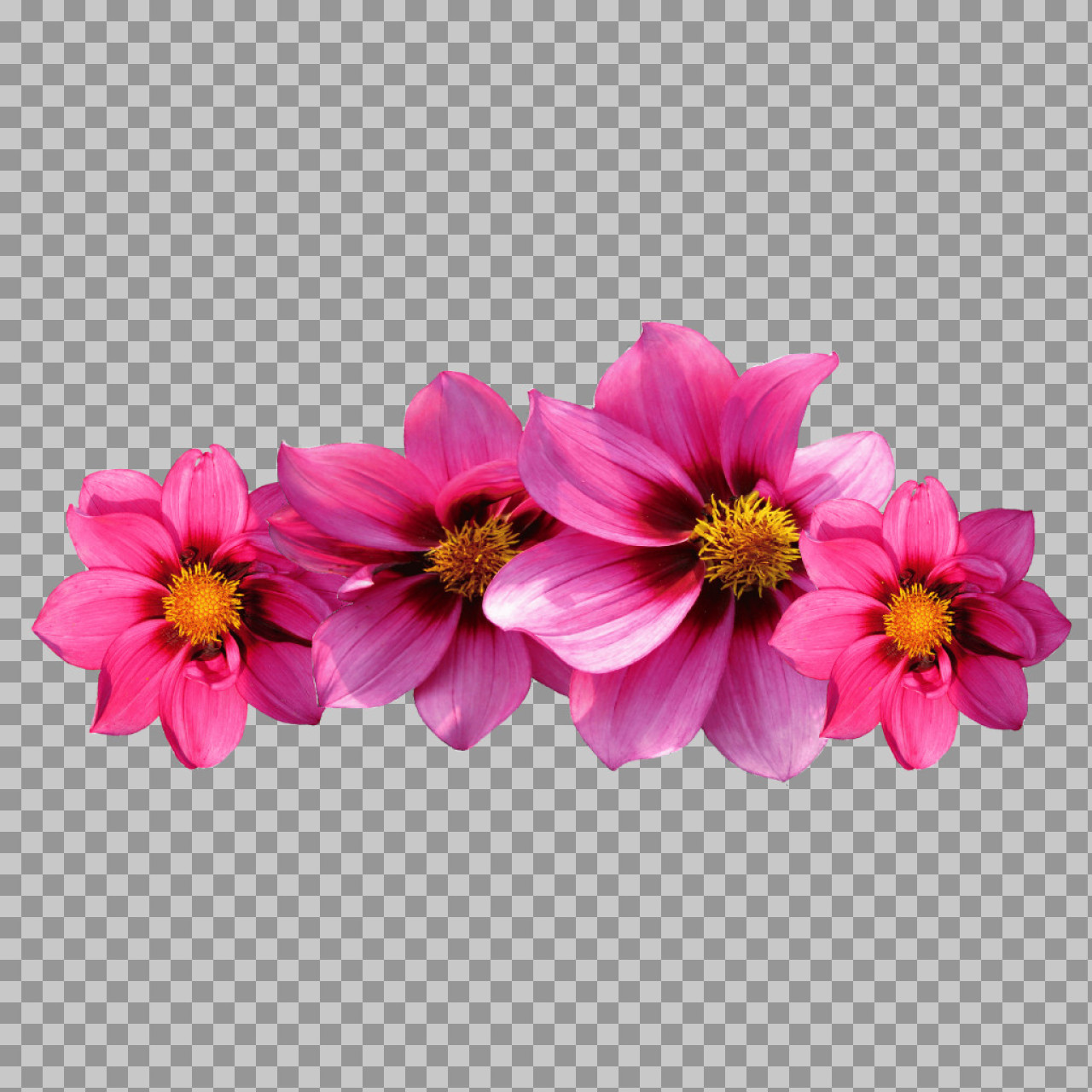 Pink Dahlia Flower Border PNG | Floral Cutout...