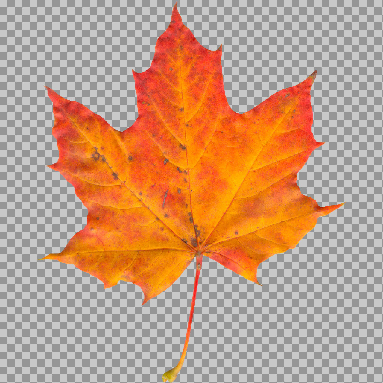 Autumn Maple Leaf PNG | Isolated Fall Foliage...