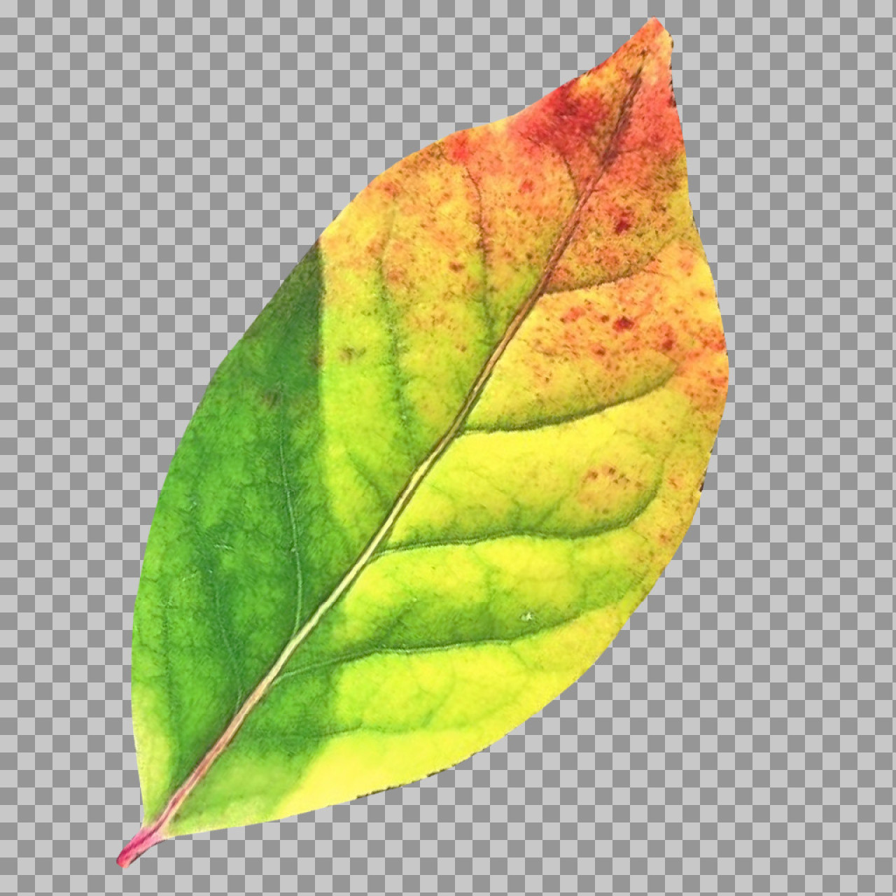 Colorful Autumn Leaf PNG | Green, Yellow & Red...